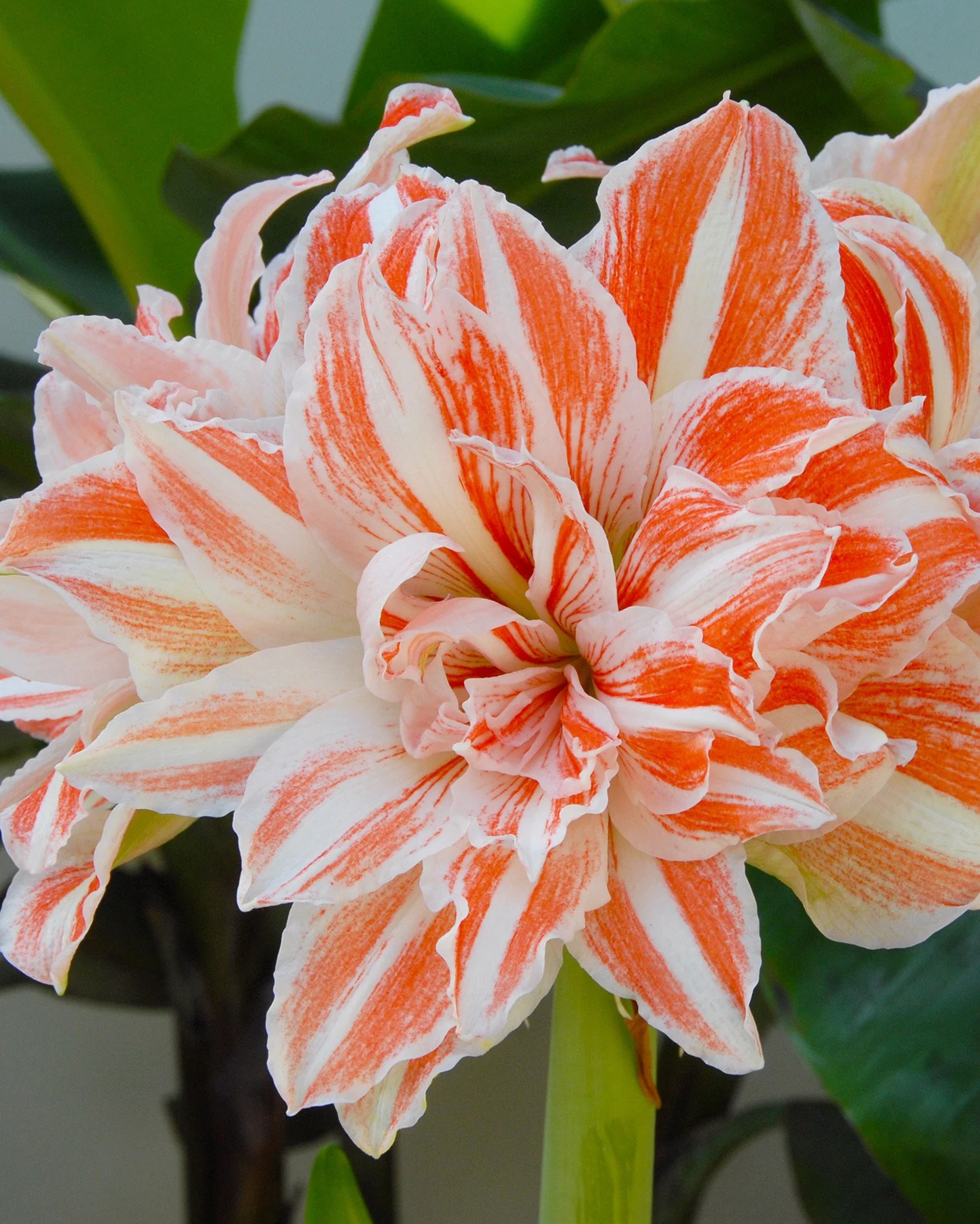 Amaryllis 'Dancing Queen' - Image 2