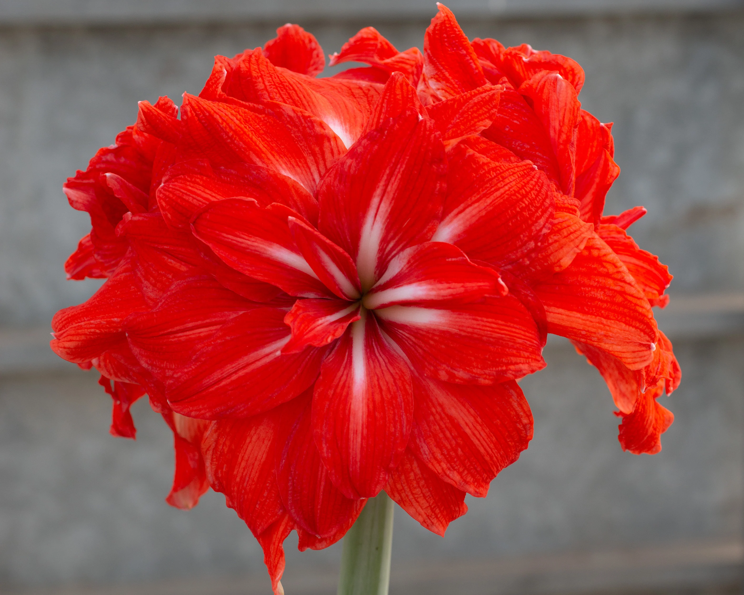 Amaryllis 'Happy Nymph' - Image 8