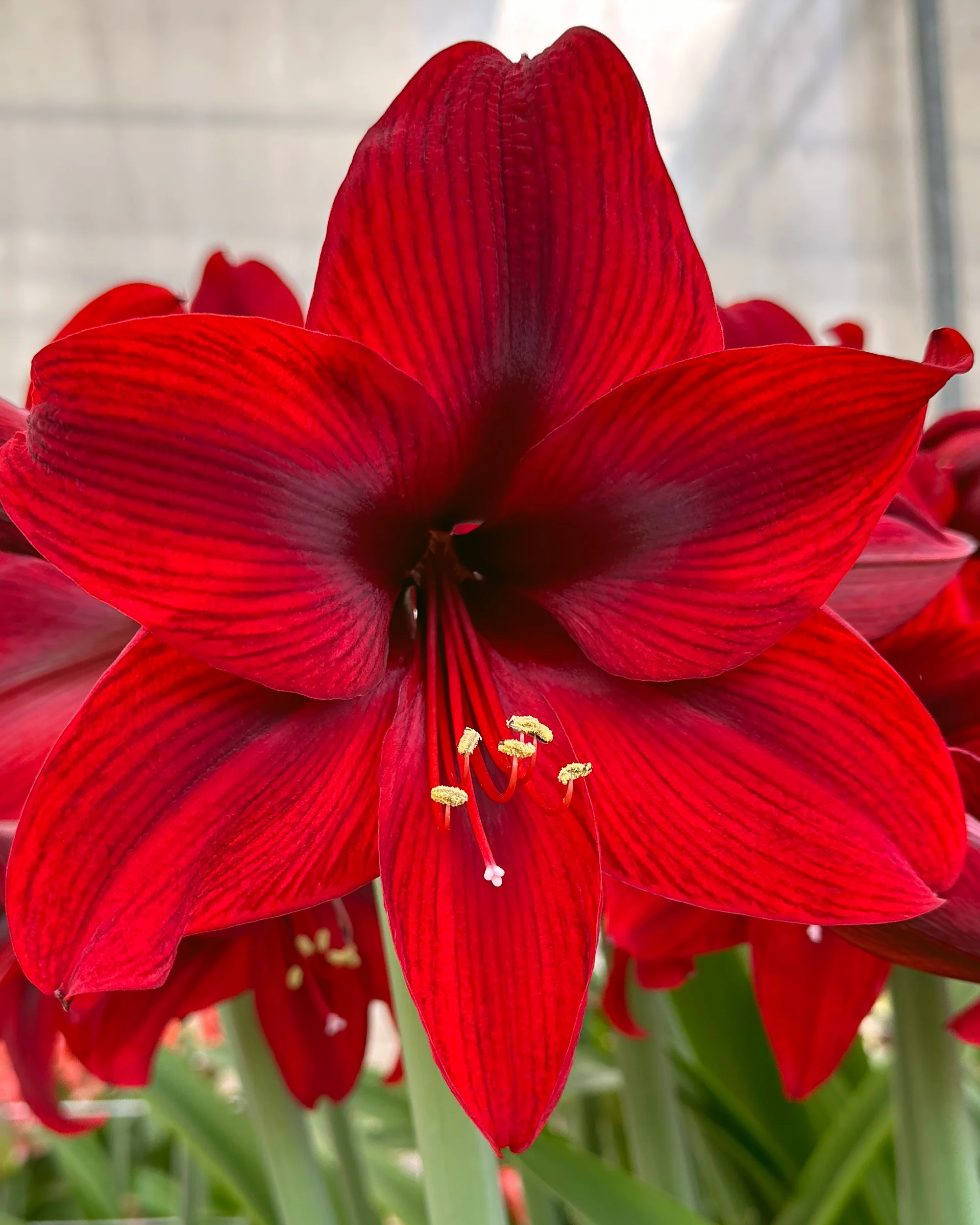 Amaryllis 'Tabasco'