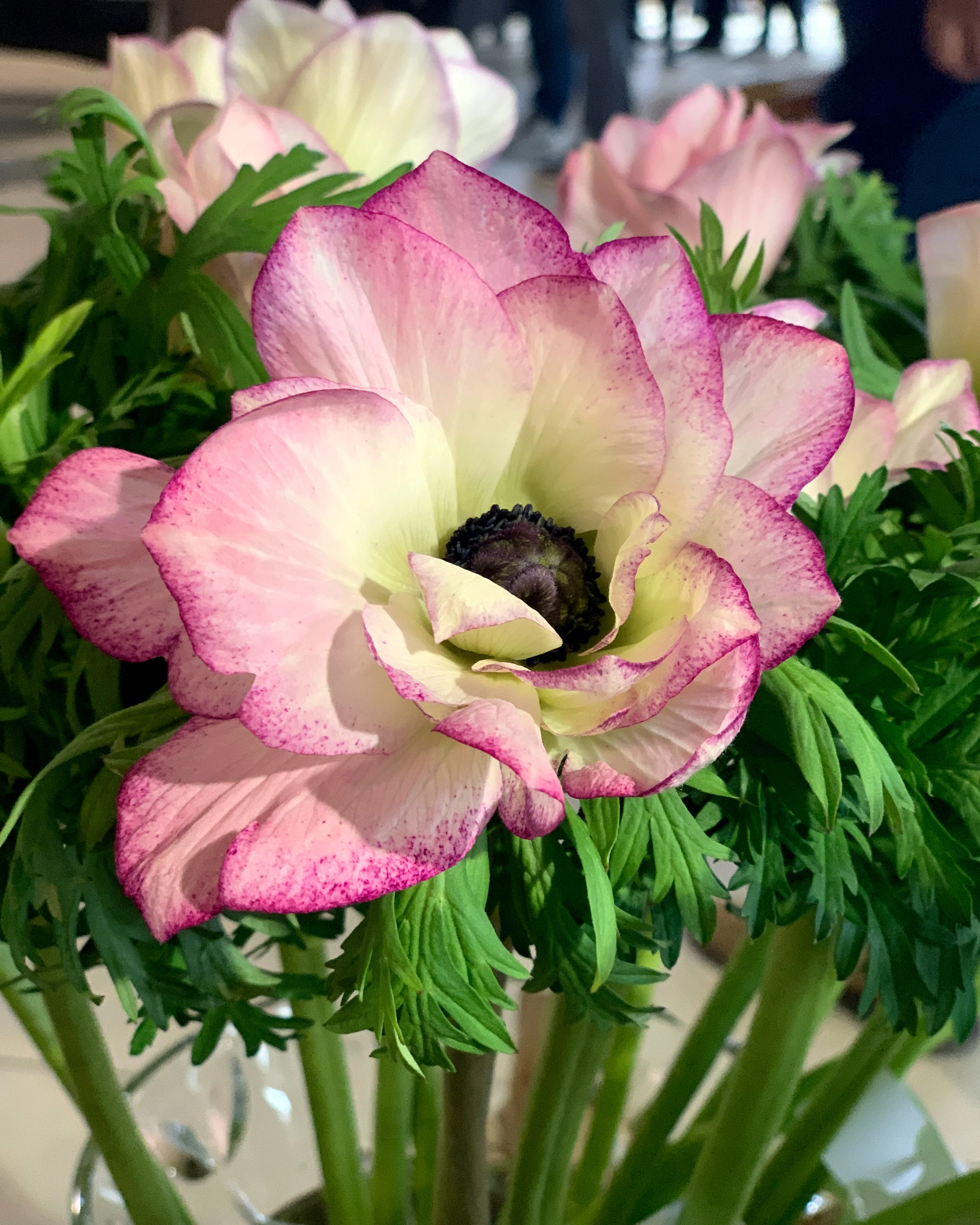 Anemone 'Mistral® Edge' - Image 4