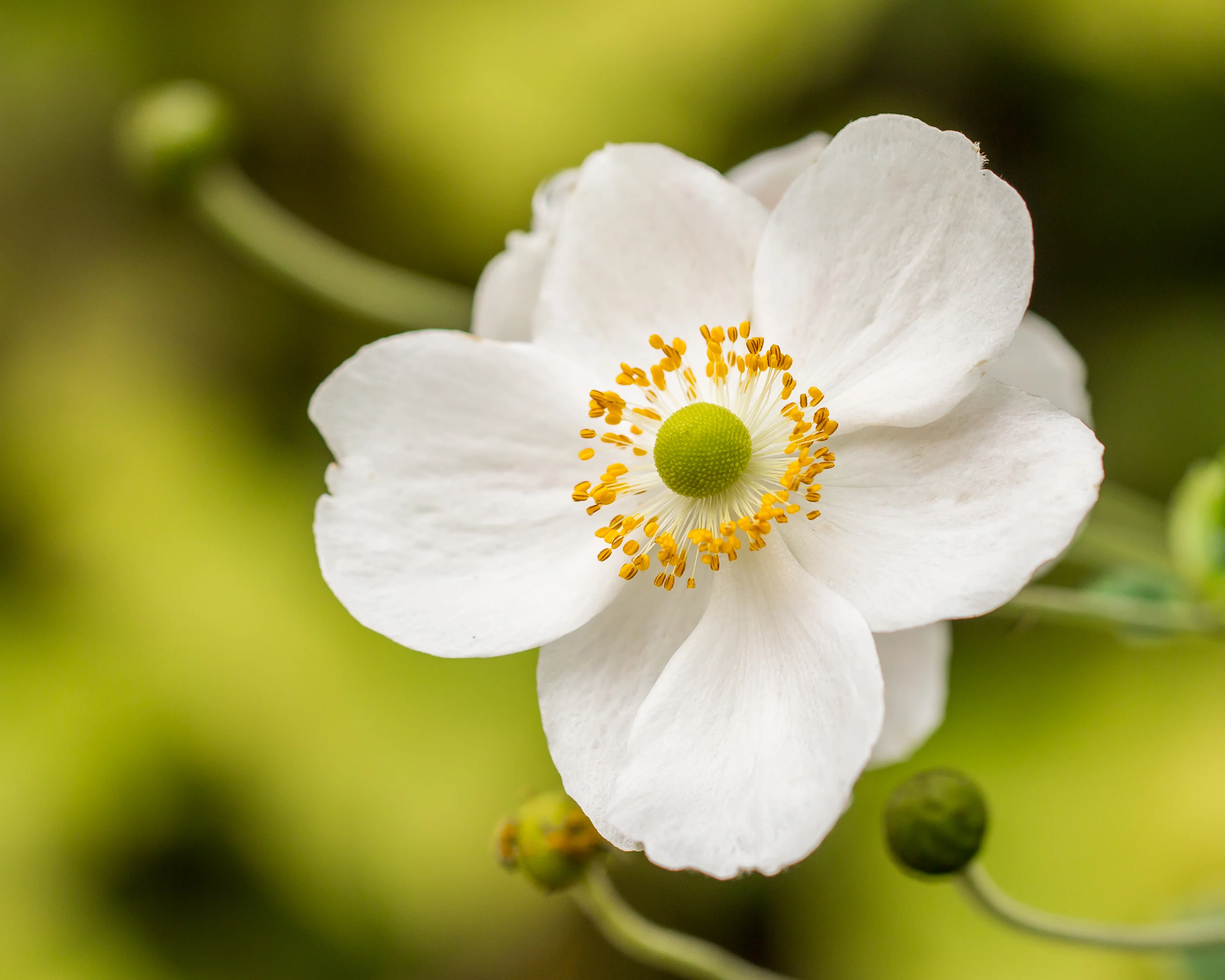 Anemone 'Whirlwind' - Image 10