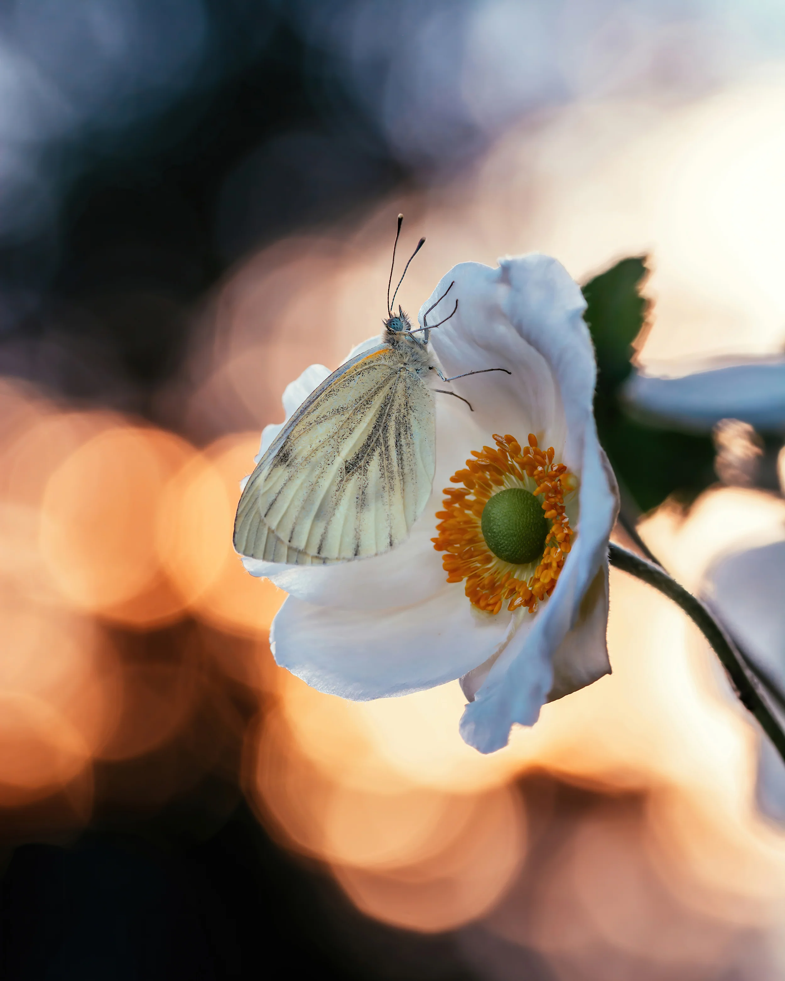 Anemone 'Whirlwind' - Image 11