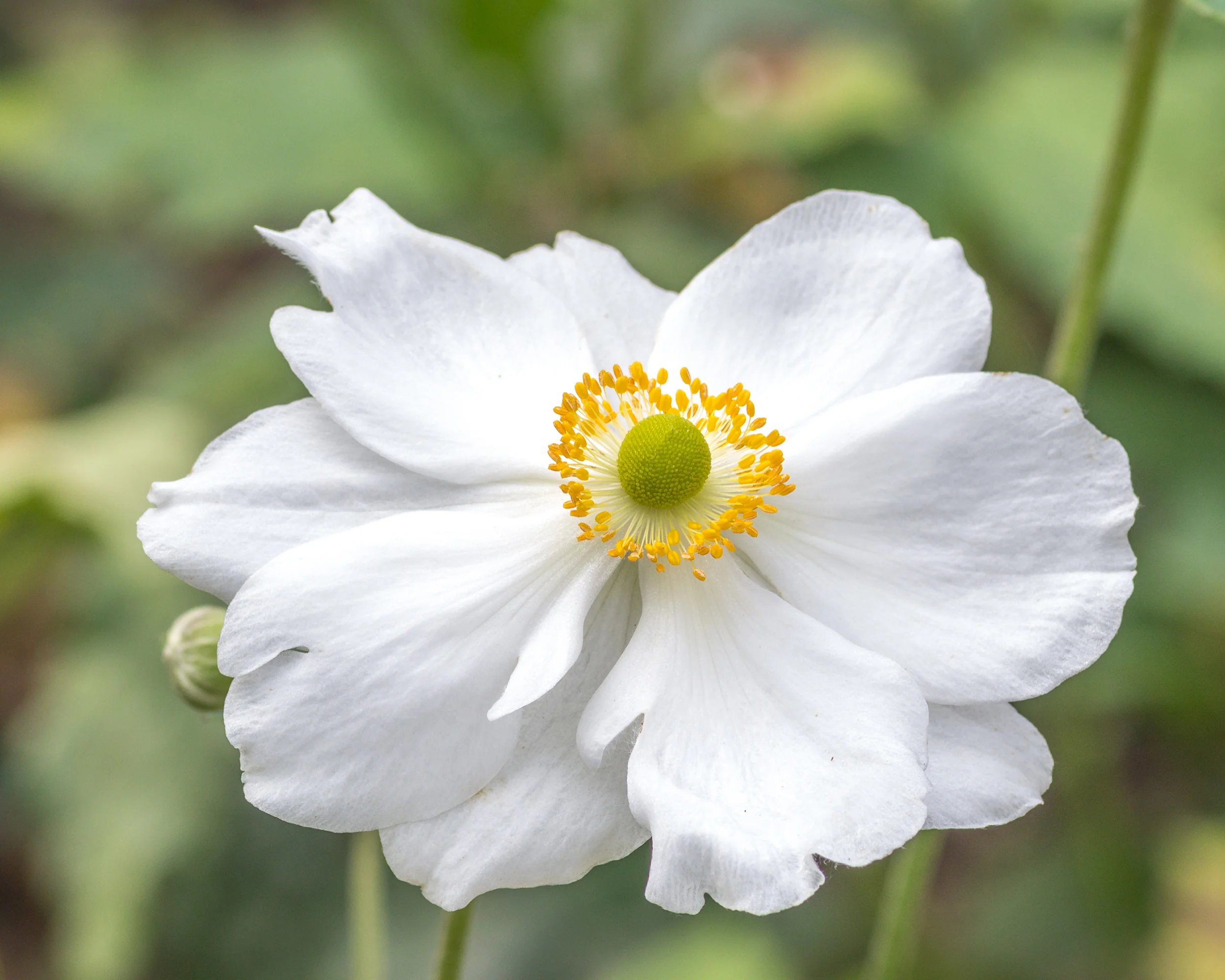 Anemone 'Whirlwind' - Image 4