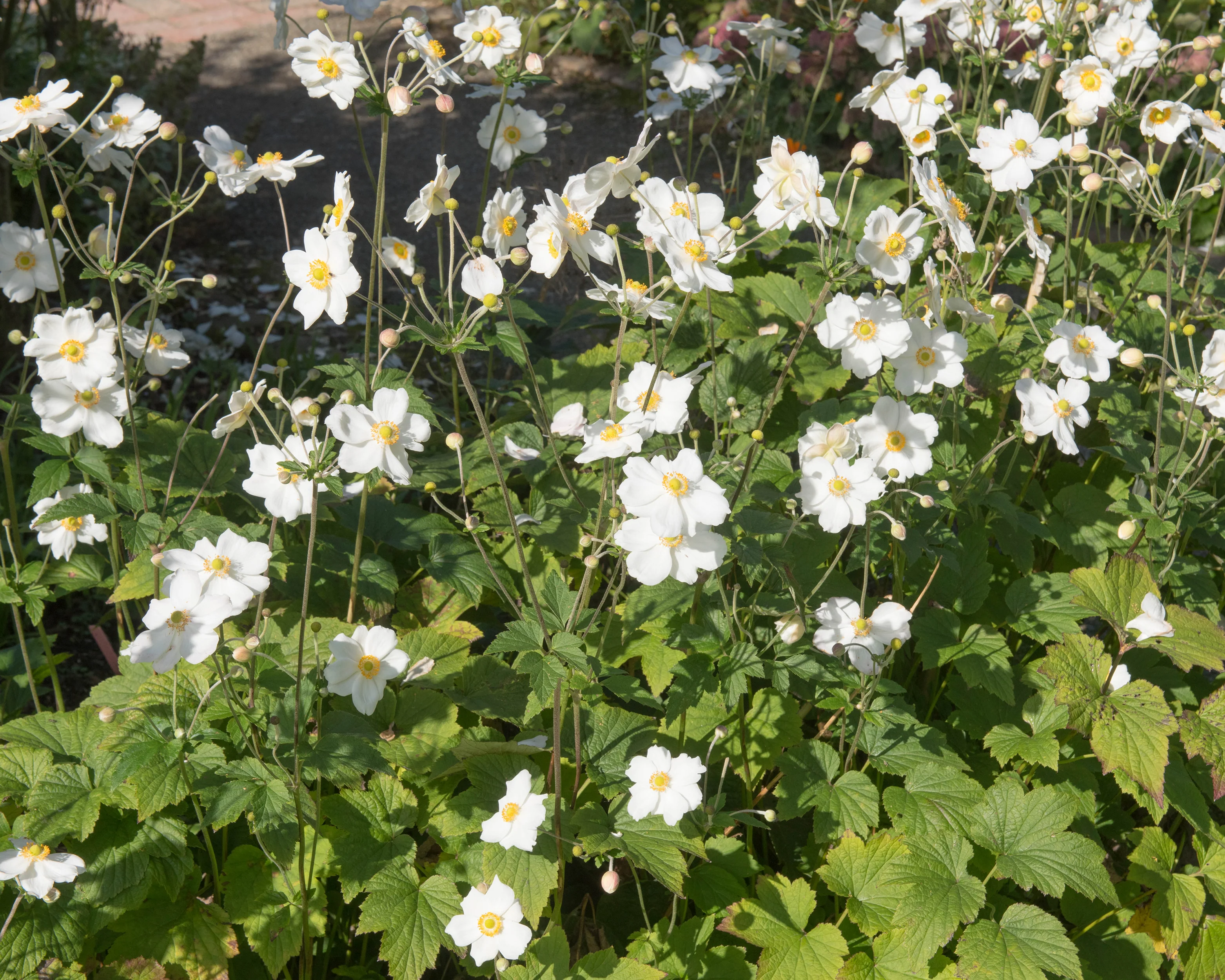 Anemone 'Whirlwind' - Image 8