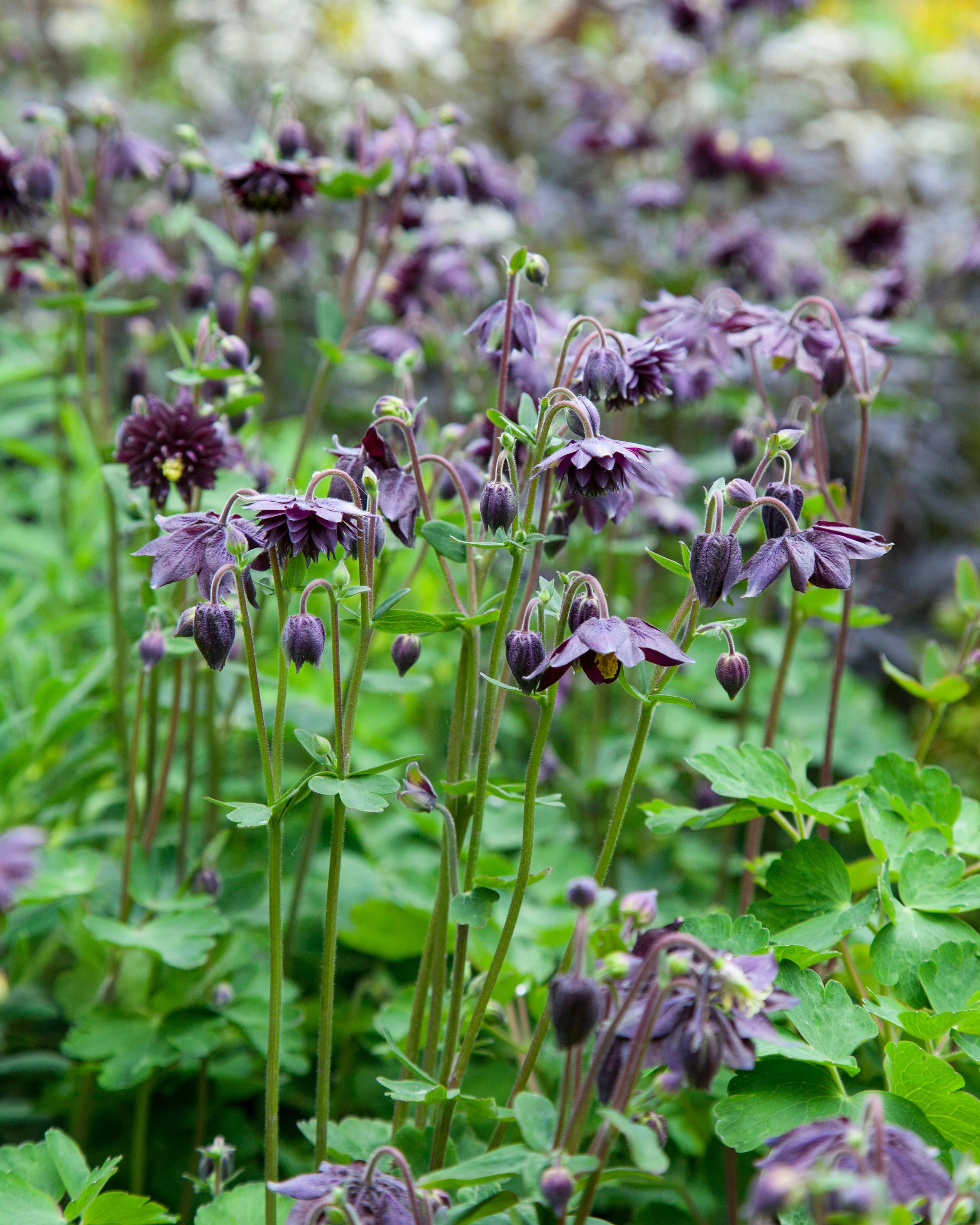 Aquilegia 'Black Barlow' - Image 9