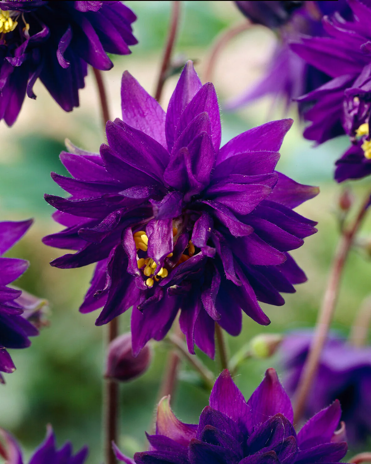 Aquilegia 'Blue Barlow' - Image 5
