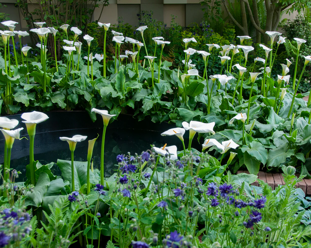Aquilegia 'Blue Barlow' - Image 7