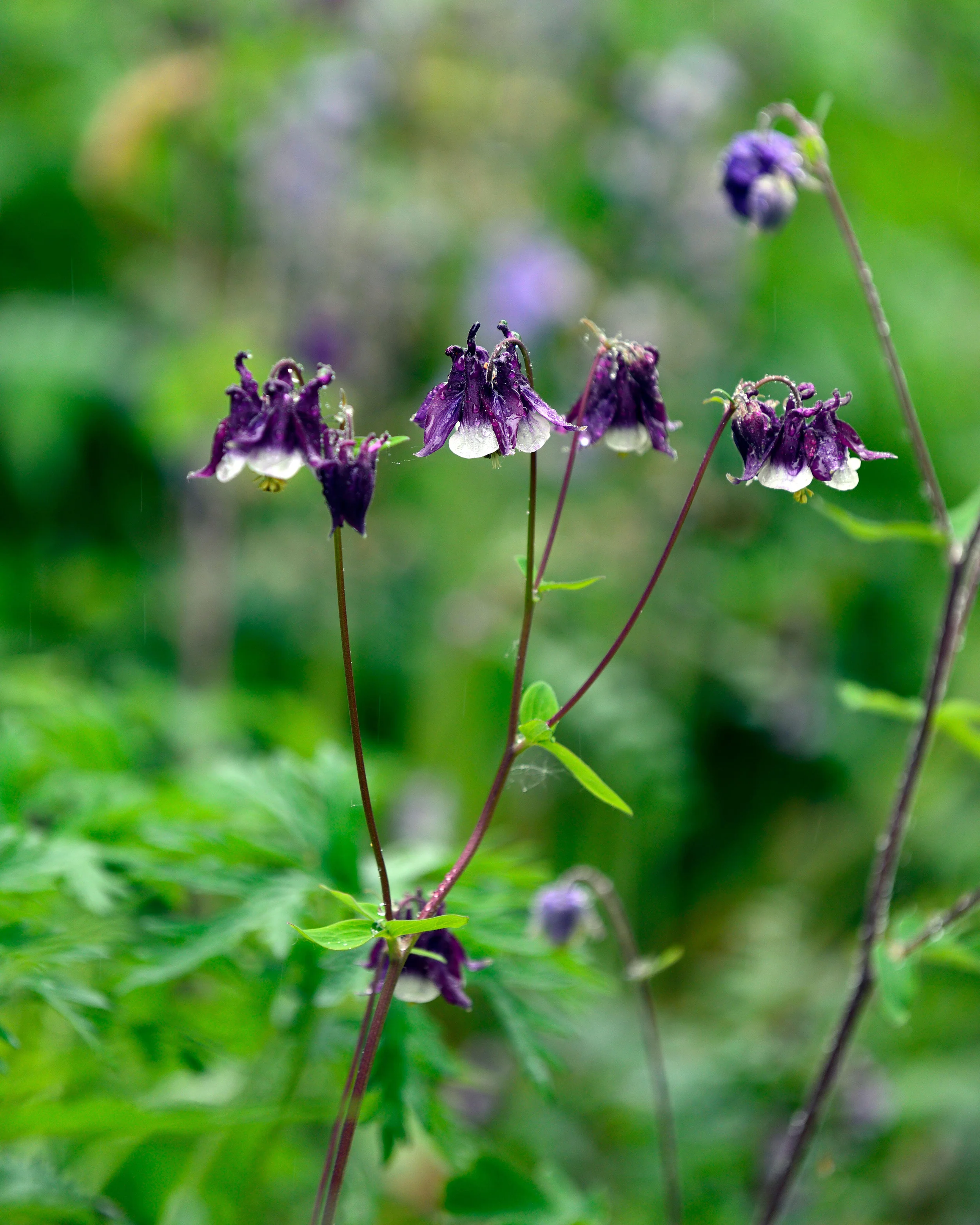 Aquilegia 'William Guiness' - Image 5