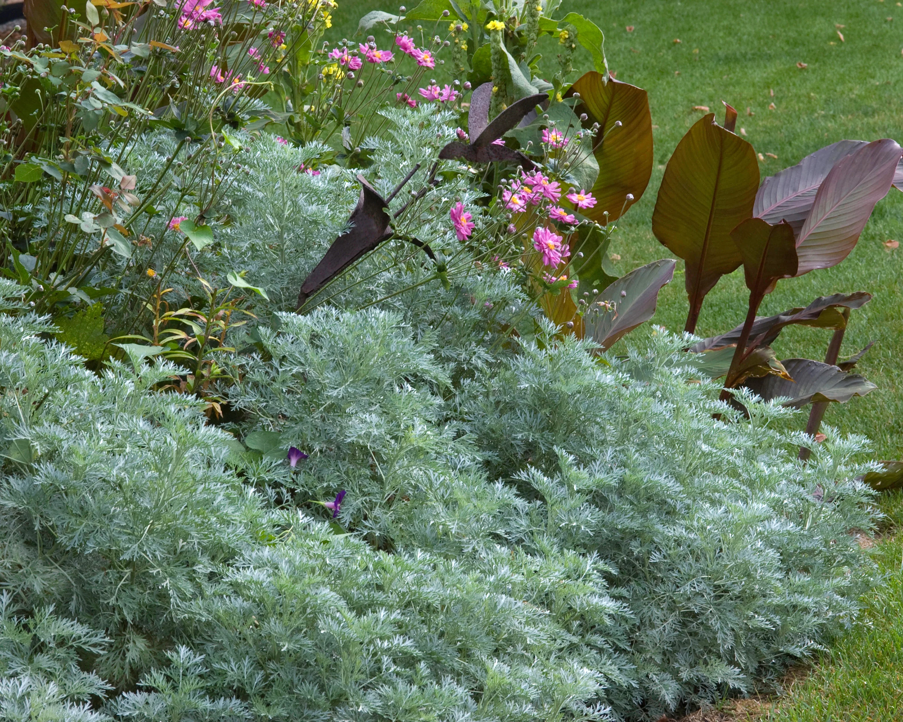 Artemisia 'Powis Castle' - Image 2