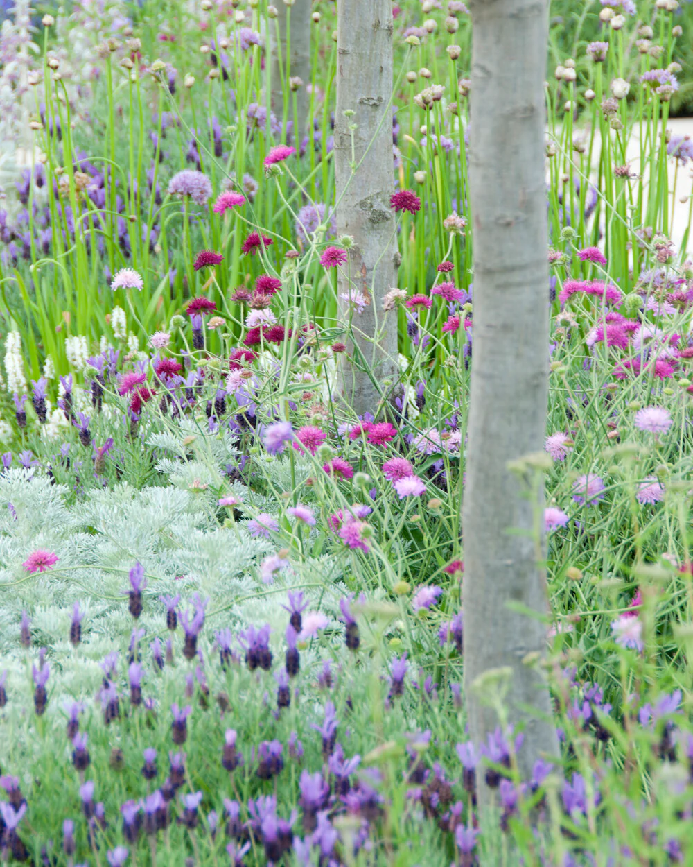 Artemisia 'Powis Castle' - Image 3
