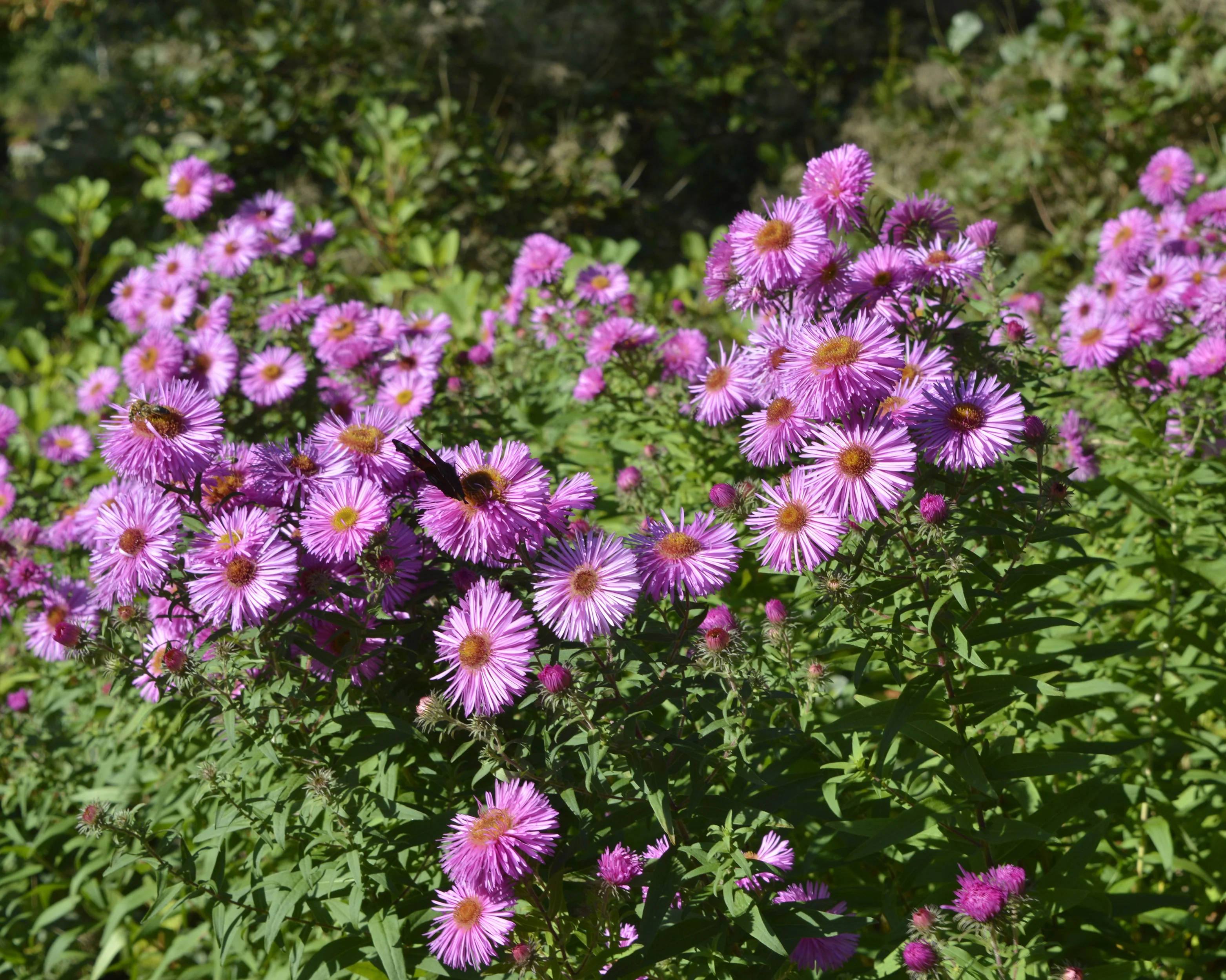Aster 'Pink Star' - Image 3