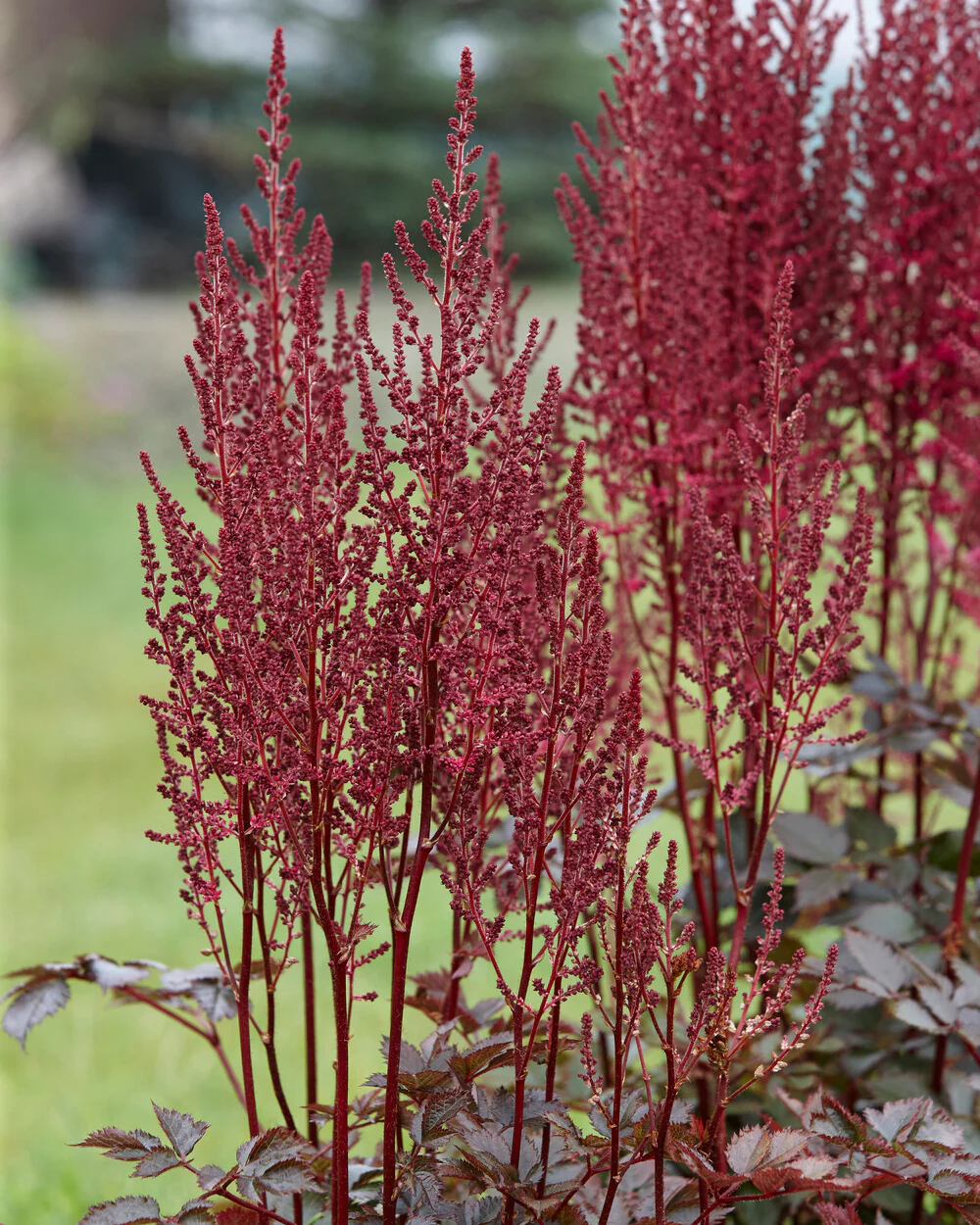 Astilbe 'Mighty Chocolate Cherry' - Image 3