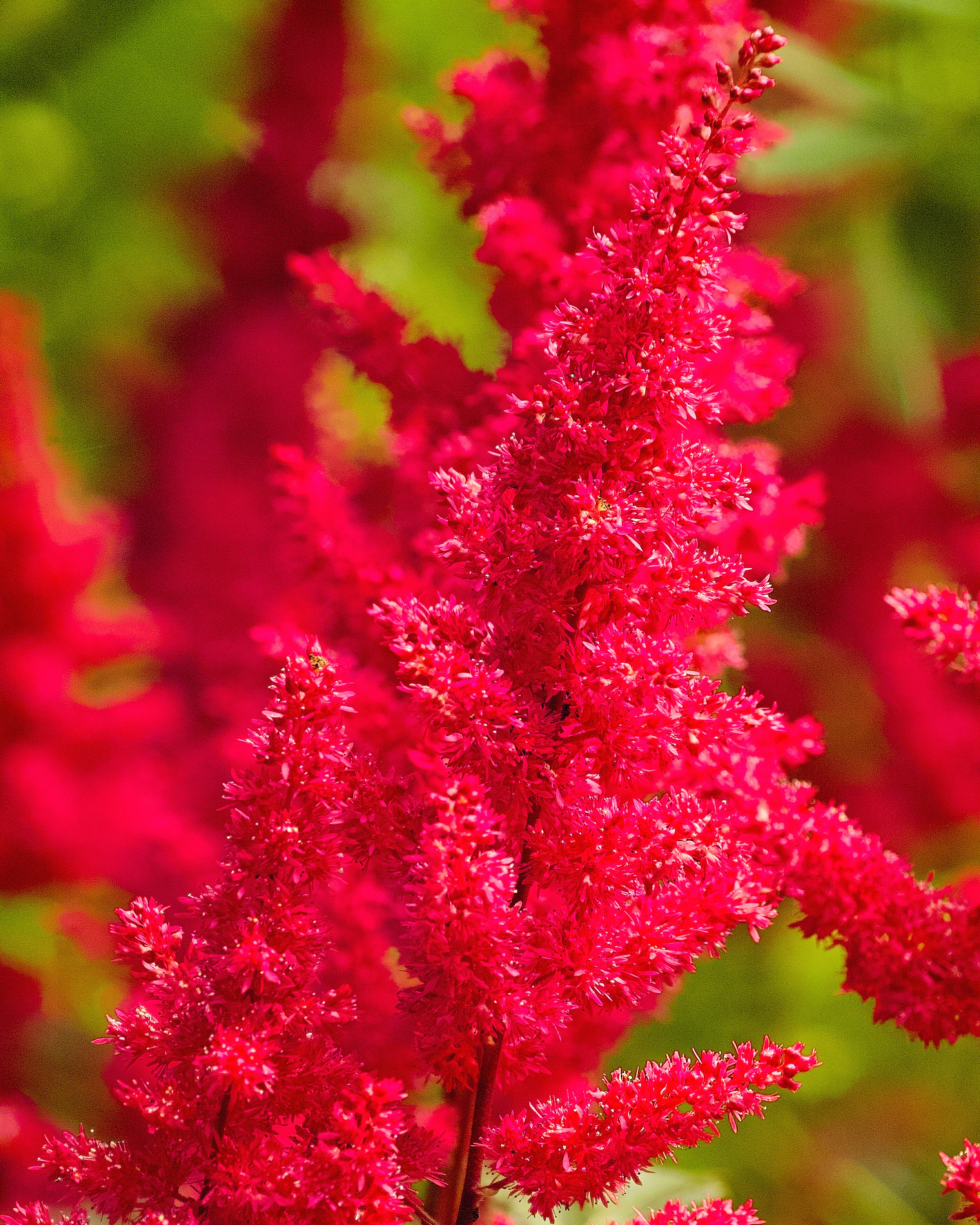 Astilbe 'Fanal' - Image 4