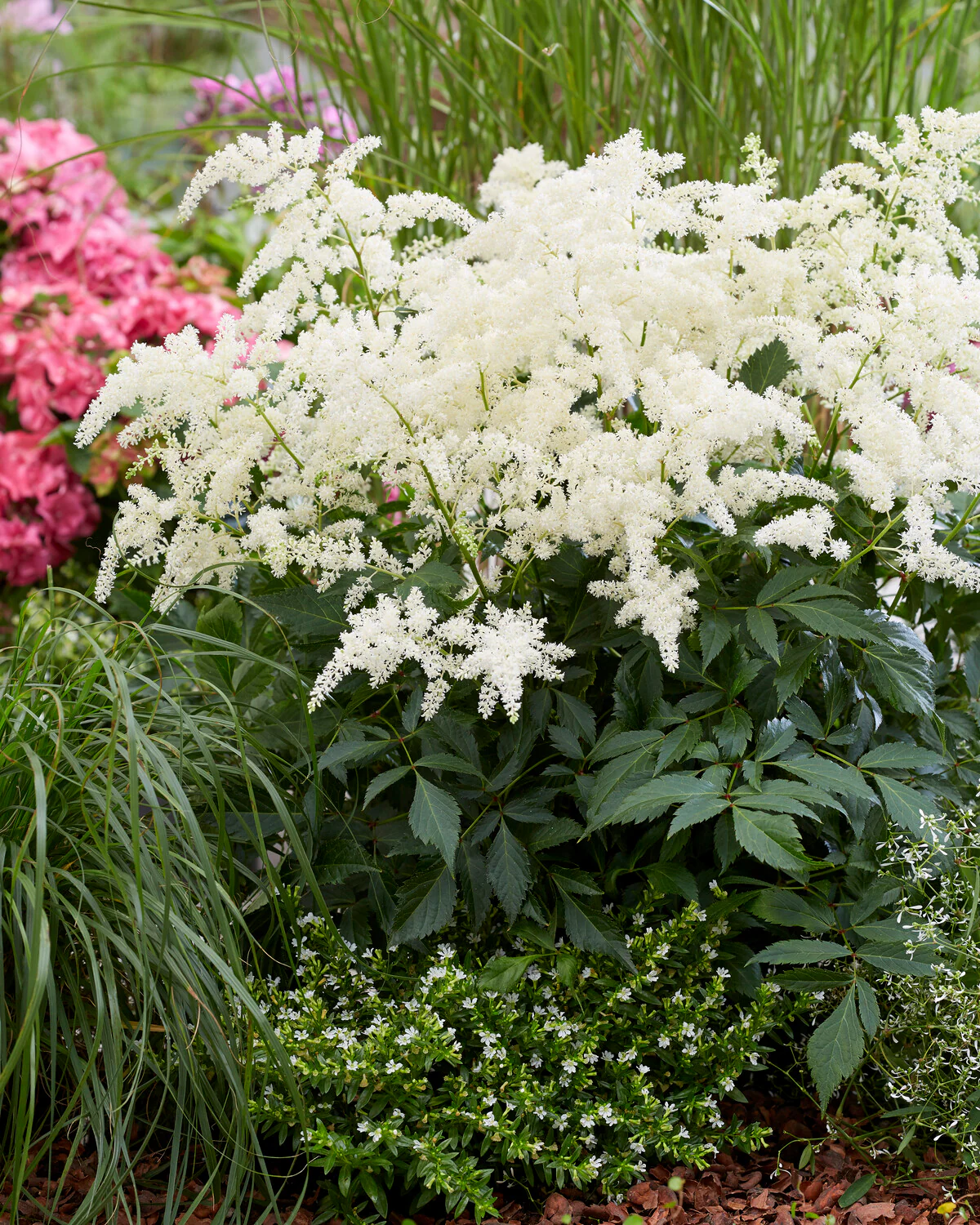 Astilbe 'Fireworks White' - Image 4