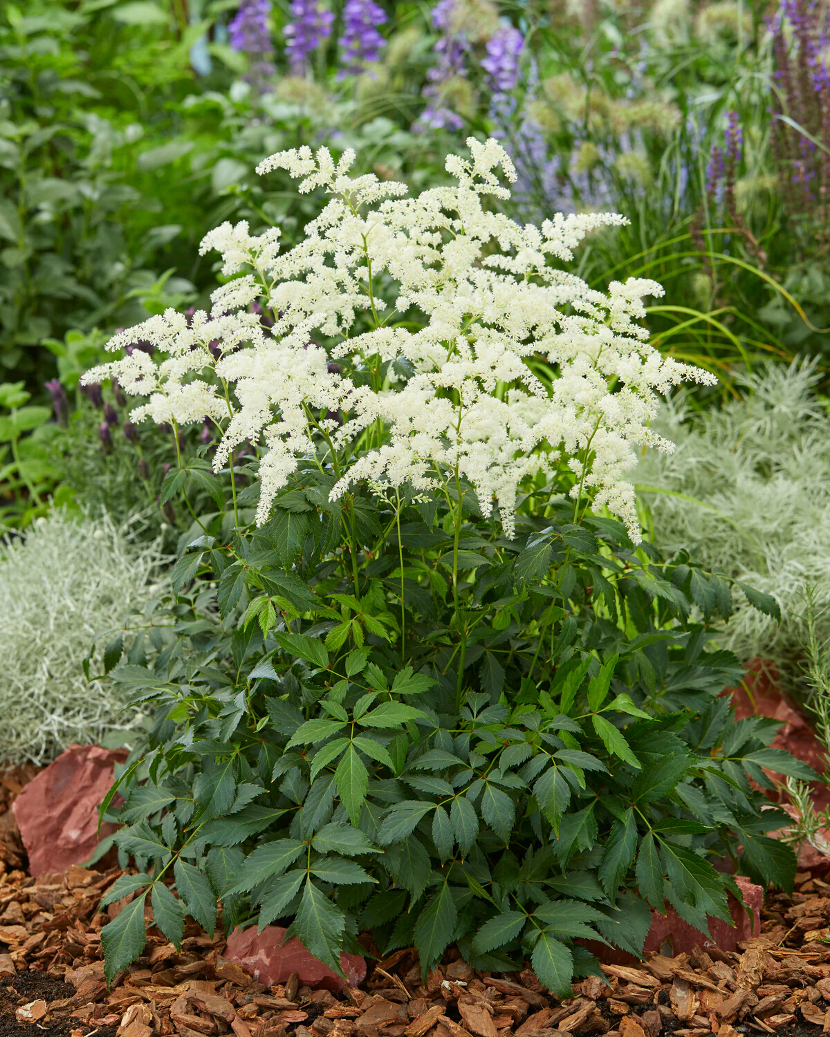 Astilbe 'Fireworks White' - Image 7