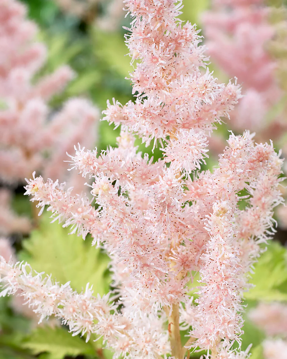 Astilbe 'Milk and Honey'