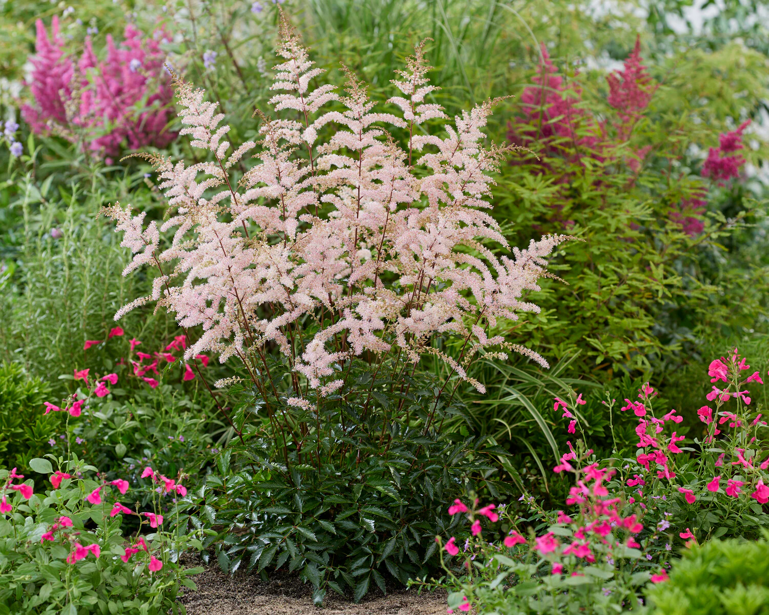 Astilbe 'Pretty in Pink' - Image 3