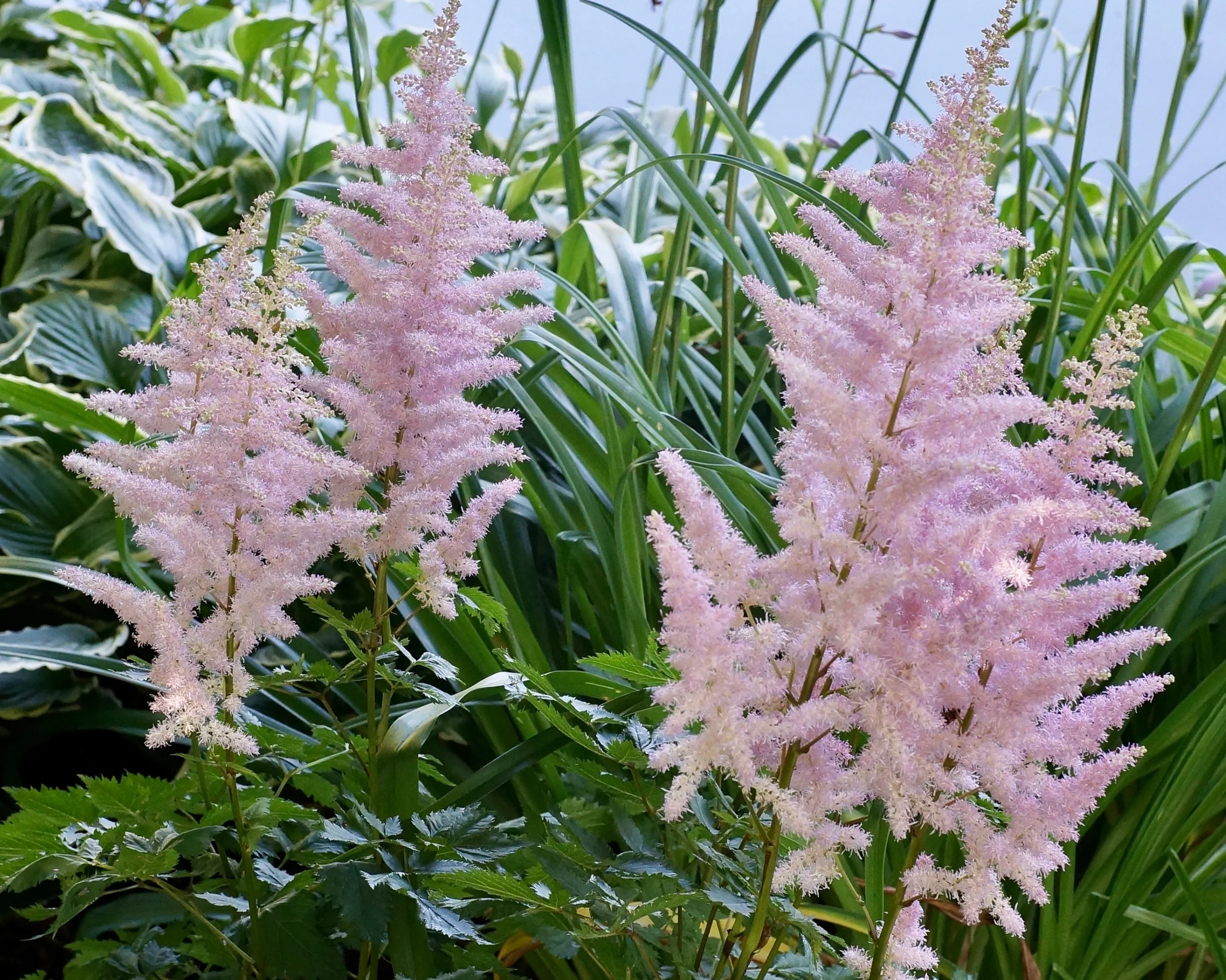 Astilbe 'Pretty in Pink' - Image 4