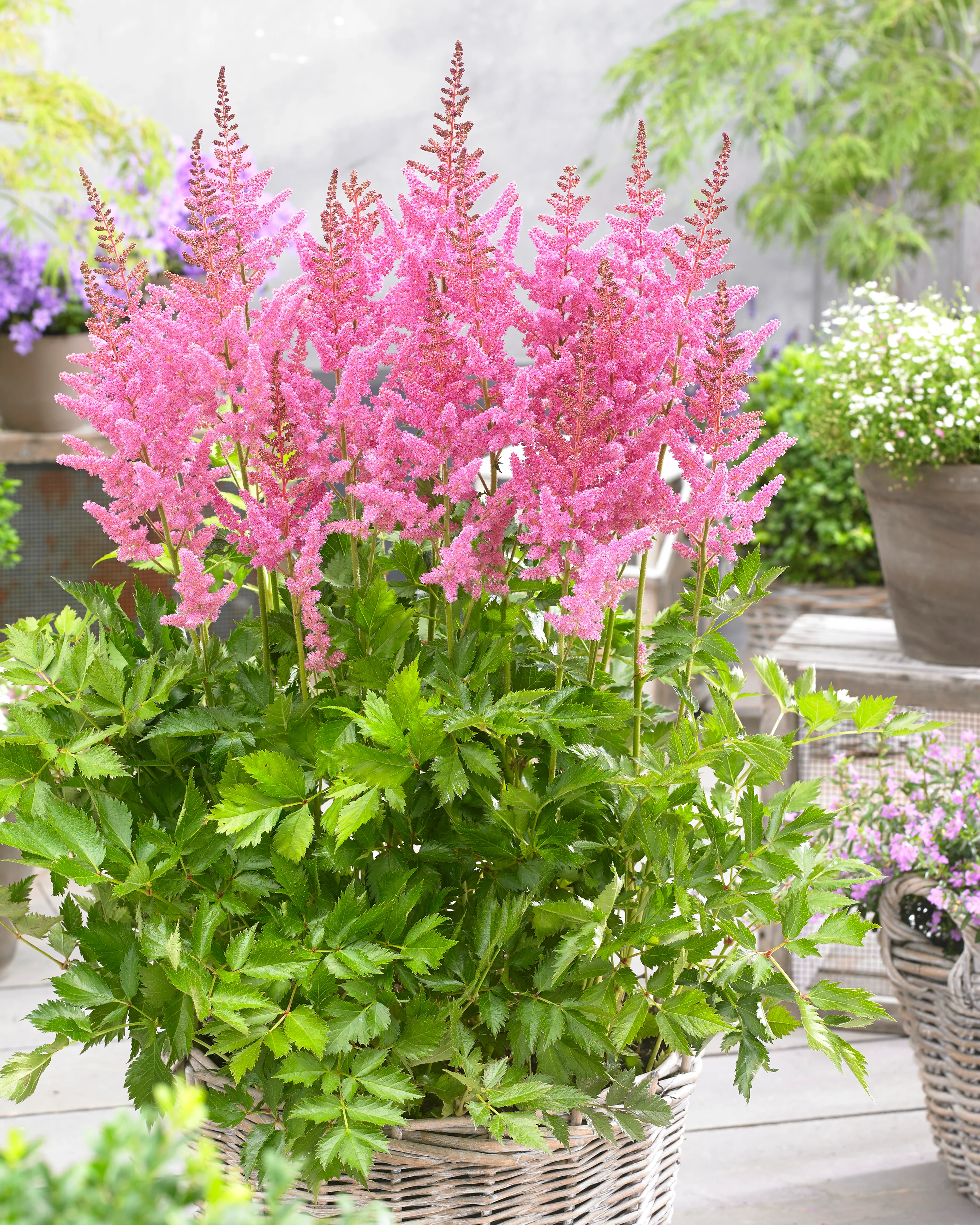 Astilbe 'Vision in Pink' - Image 4