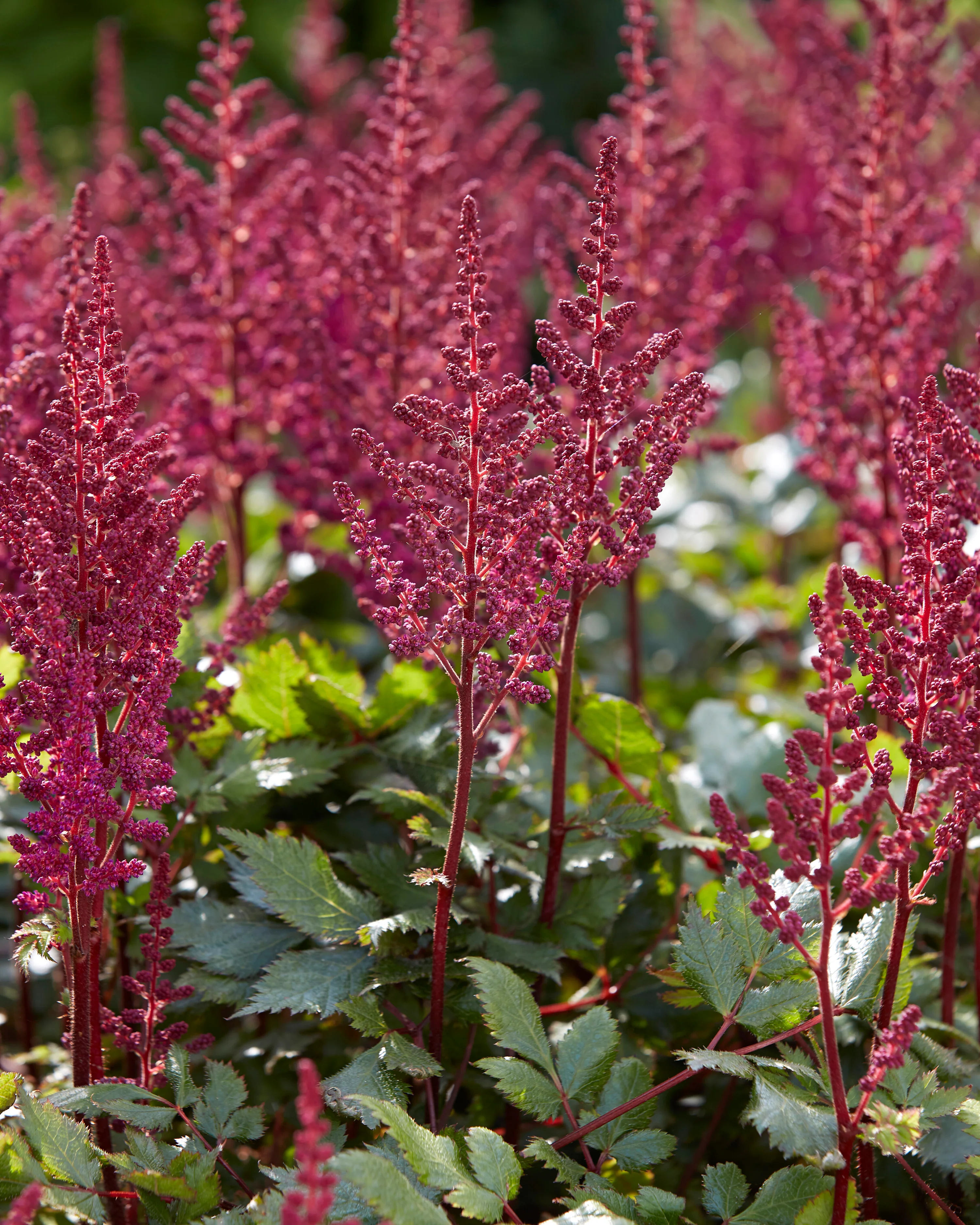Astilbe 'Vision in Red' - Image 6