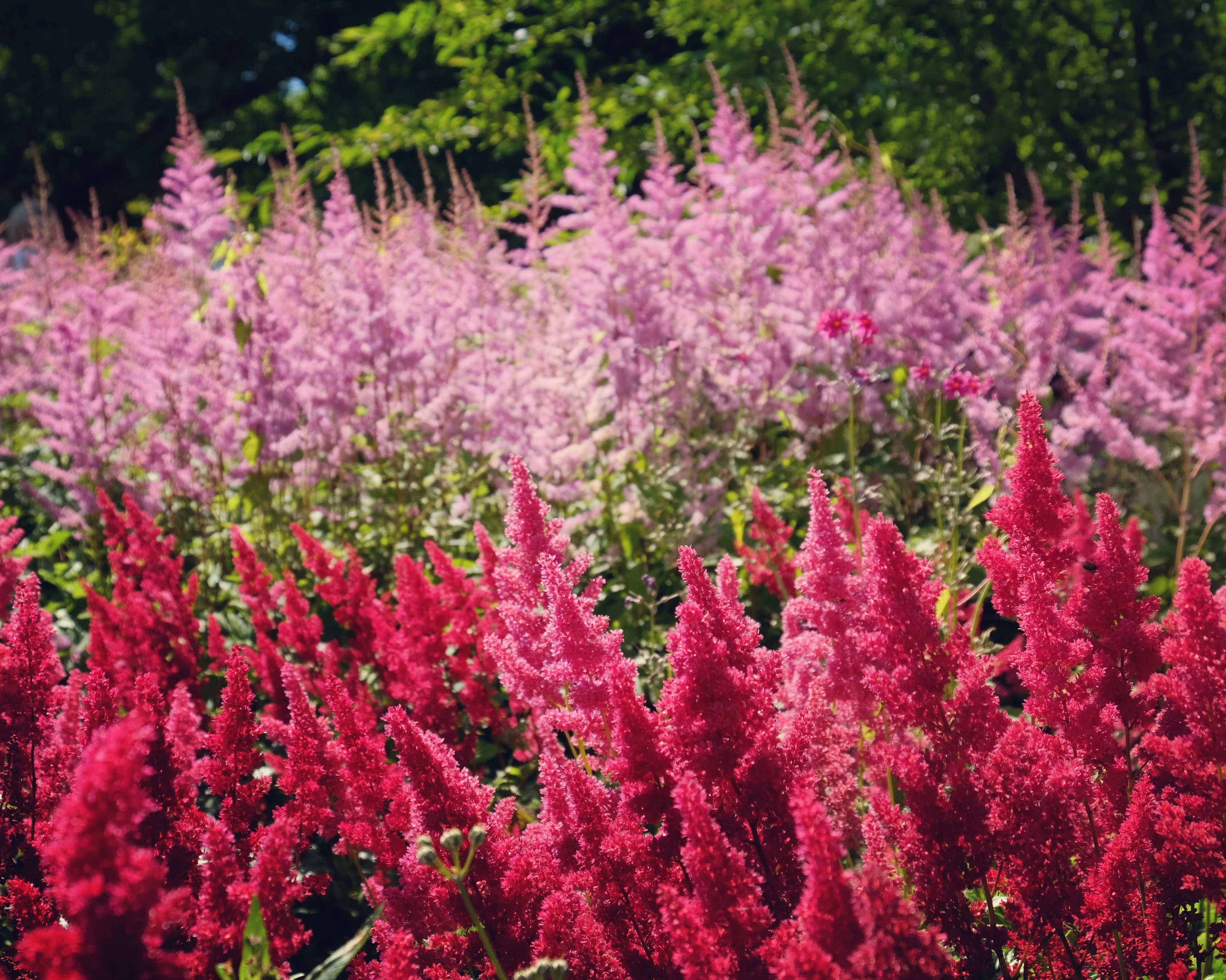 Astilbe 'Vision Volcano' - Image 3
