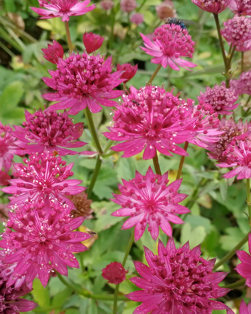 Astrantia 'Capri'