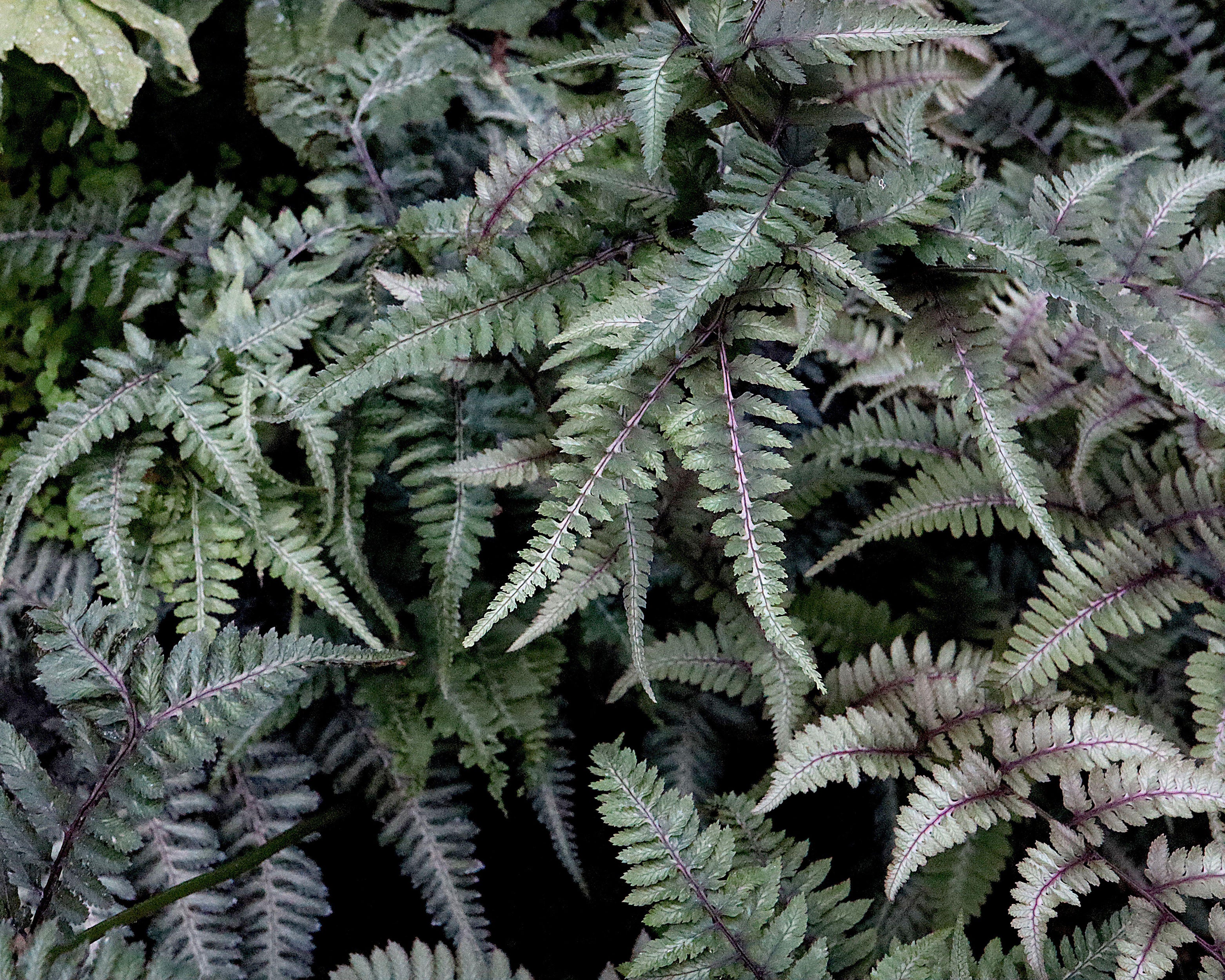 Athyrium 'Silver Falls' - Image 4