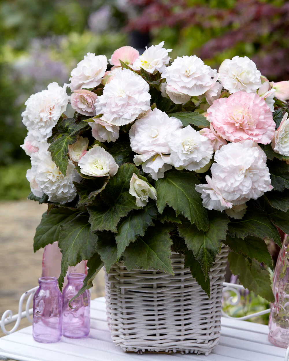 Begonia 'Wummi Apfelblüte' - Image 2