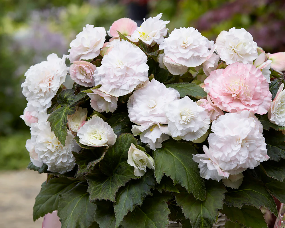 Begonia 'Wummi Apfelblüte' - Image 3