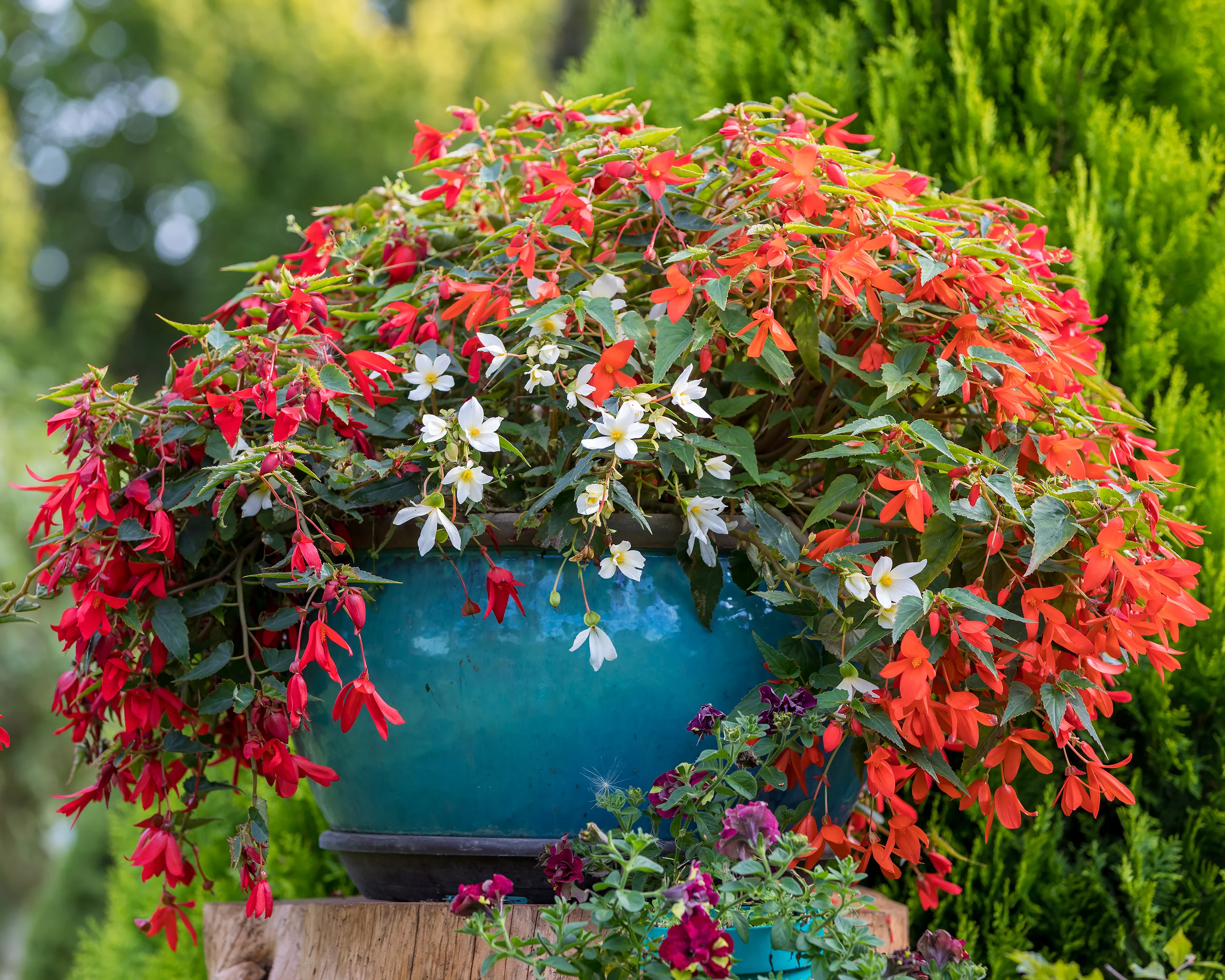 Begonia 'Bertini' - Image 4