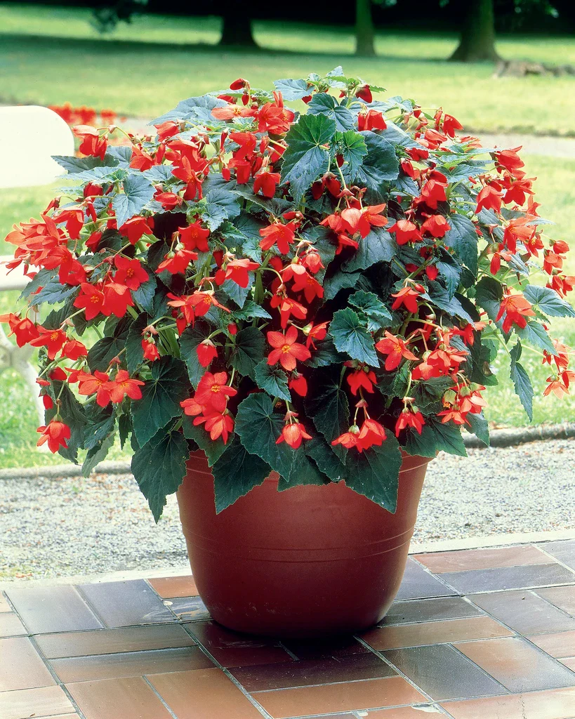 Begonia 'Bertini' - Image 8