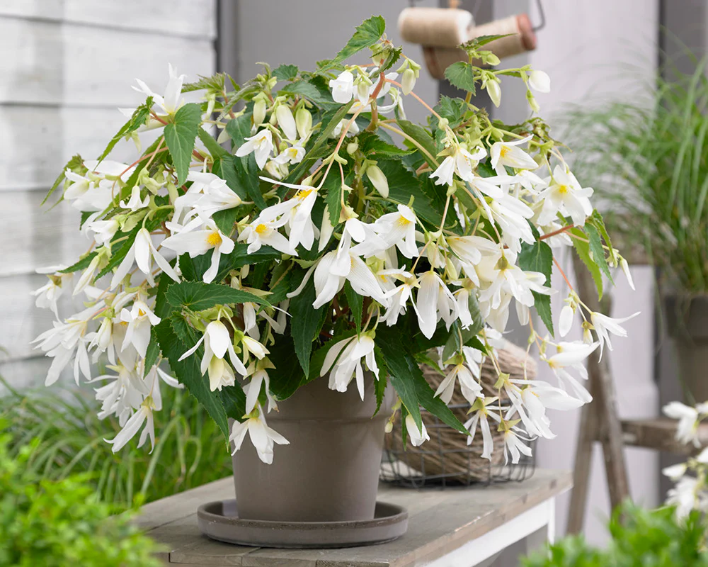 Begonia 'Santa Barbara' - Image 2