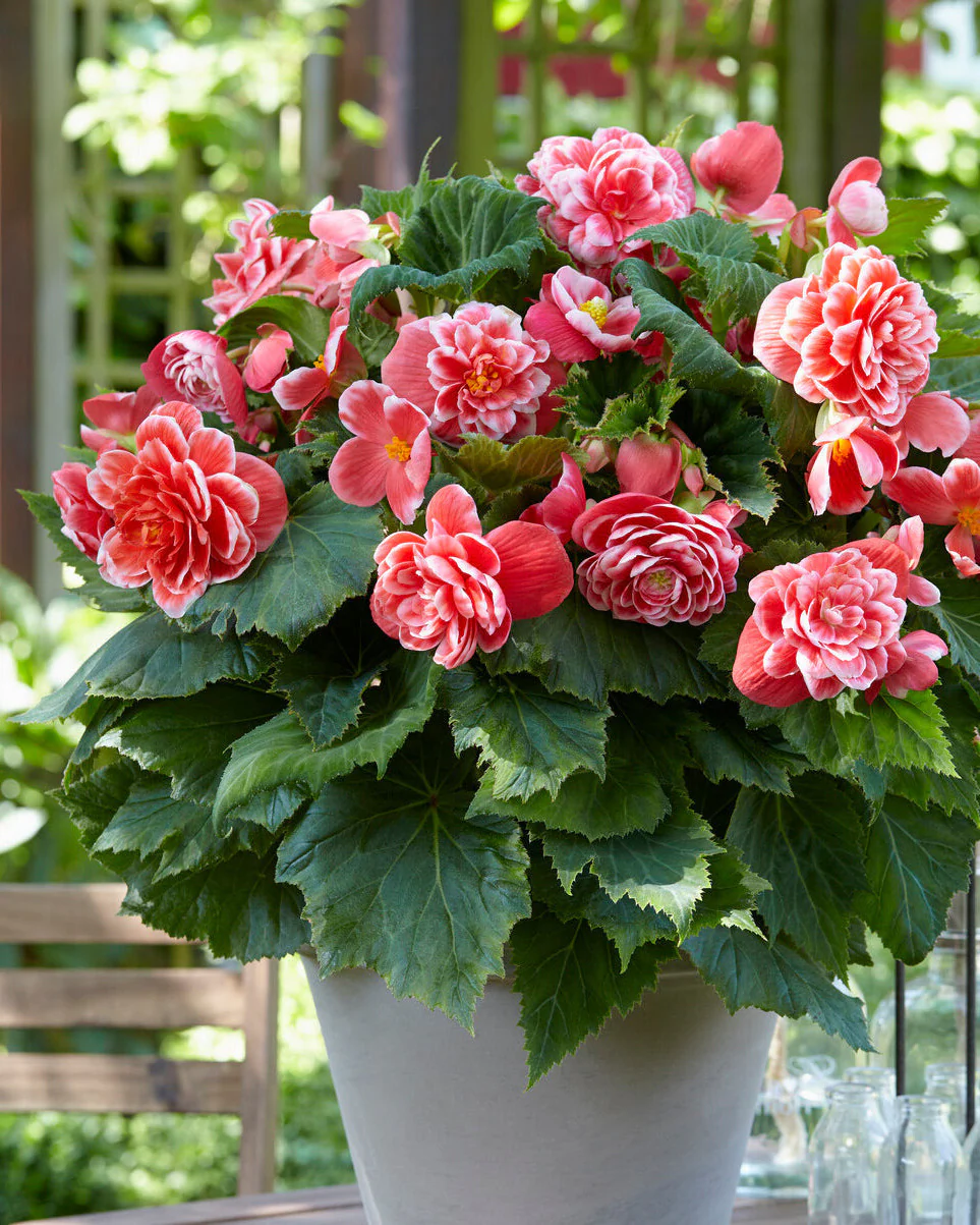 Begonia 'Camelia'