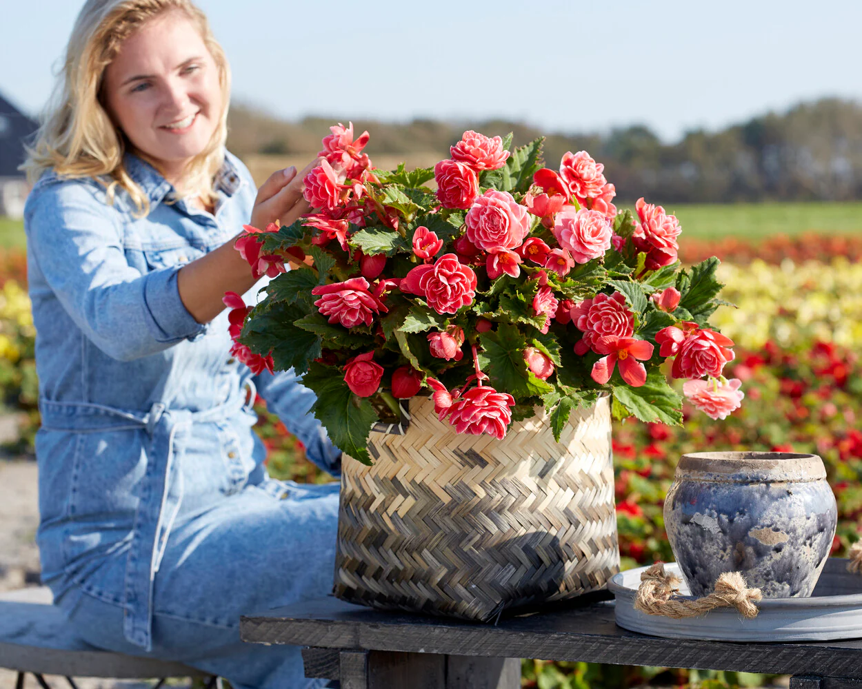 Begonia 'Camelia' - Image 3