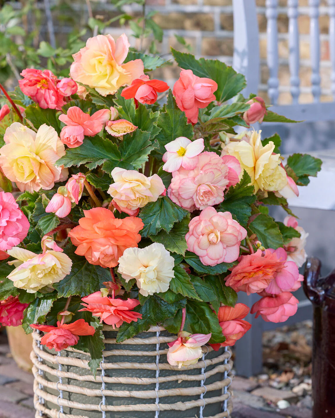 Begonia 'Cascade Pastel Wave'