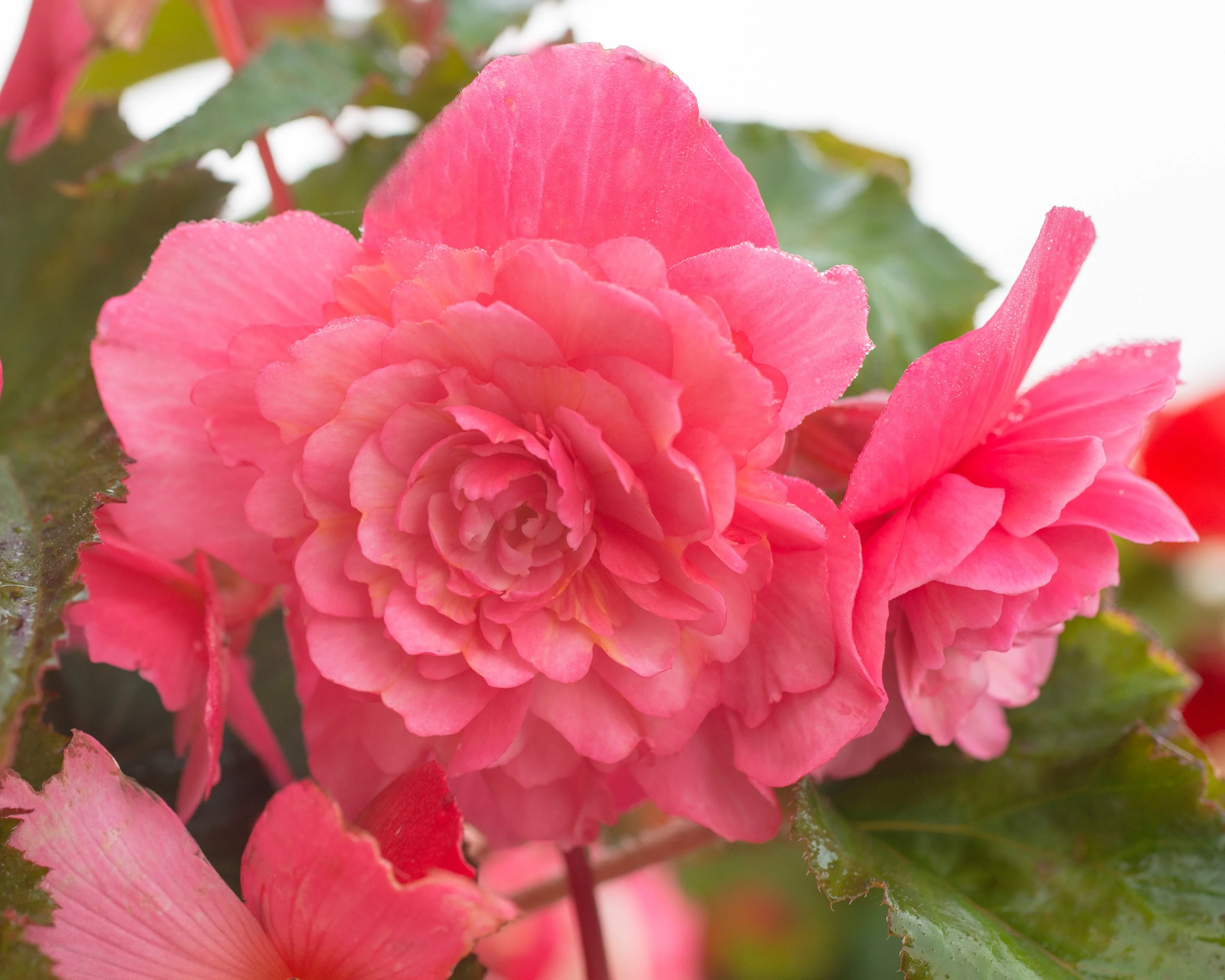 Begonia 'Cascade Pink' - Image 4
