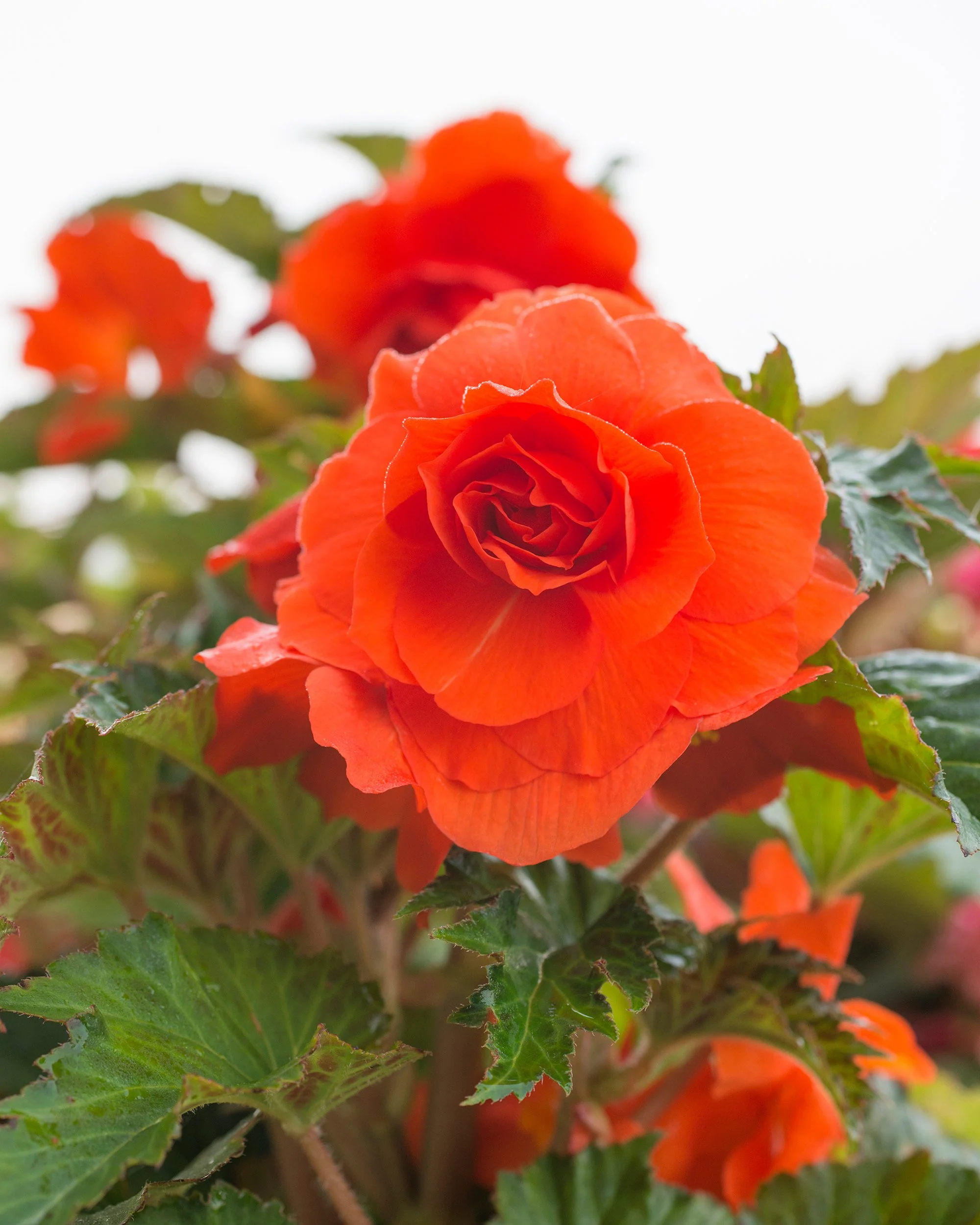 Begonia 'Double Red' - Image 3