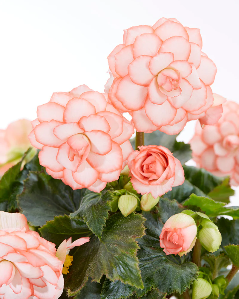 Begonia 'OnTop® Fandango' - Image 3