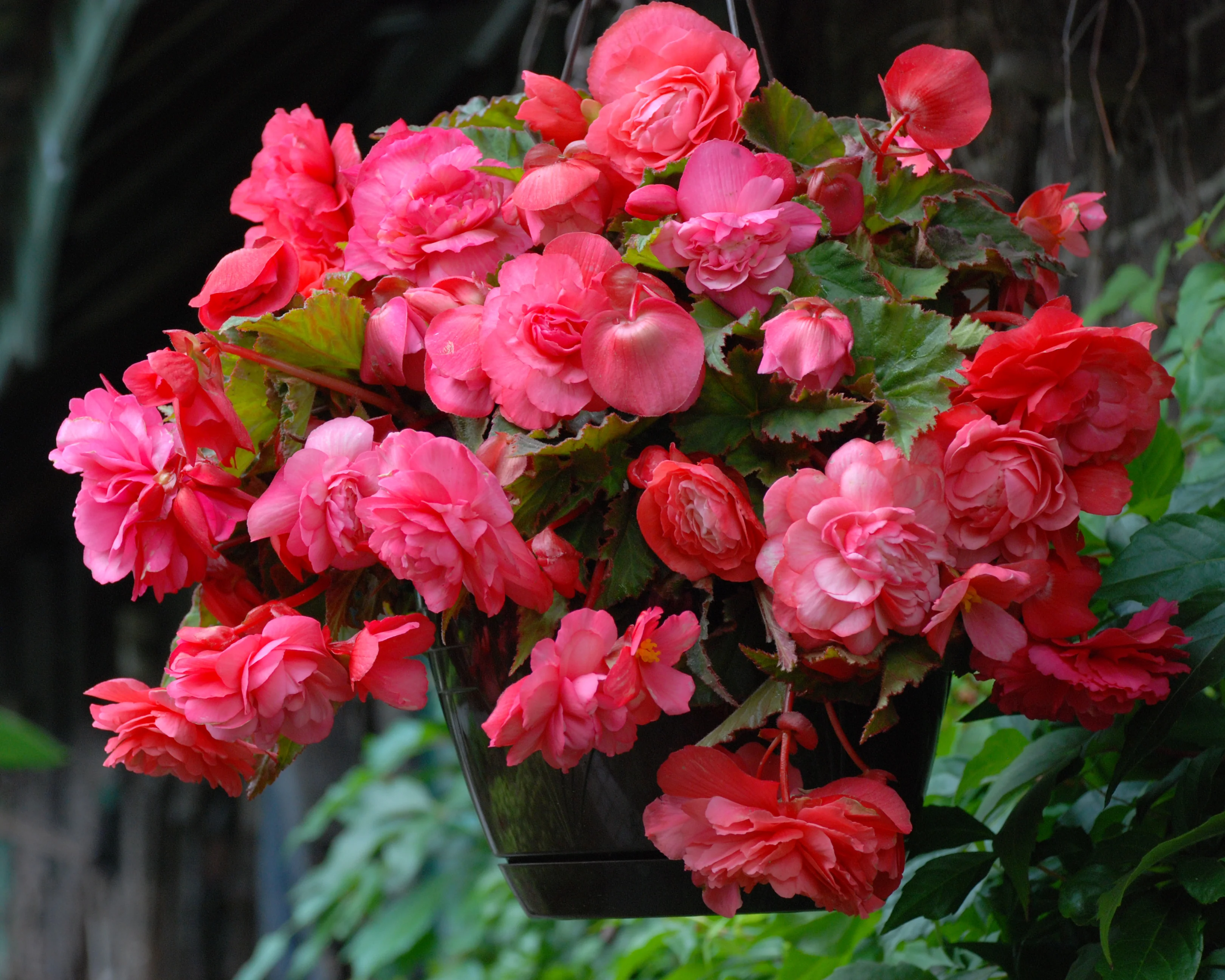 Begonia odorata 'Pink Delight' - Image 5