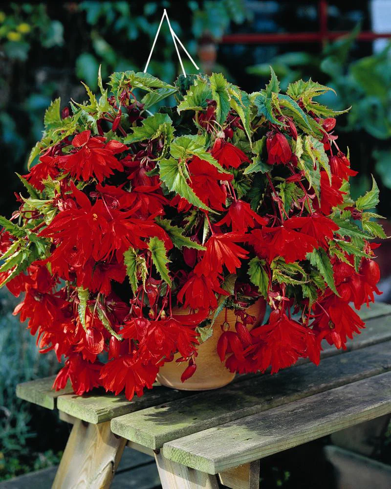 Begonia 'Pendula Red' - Image 3