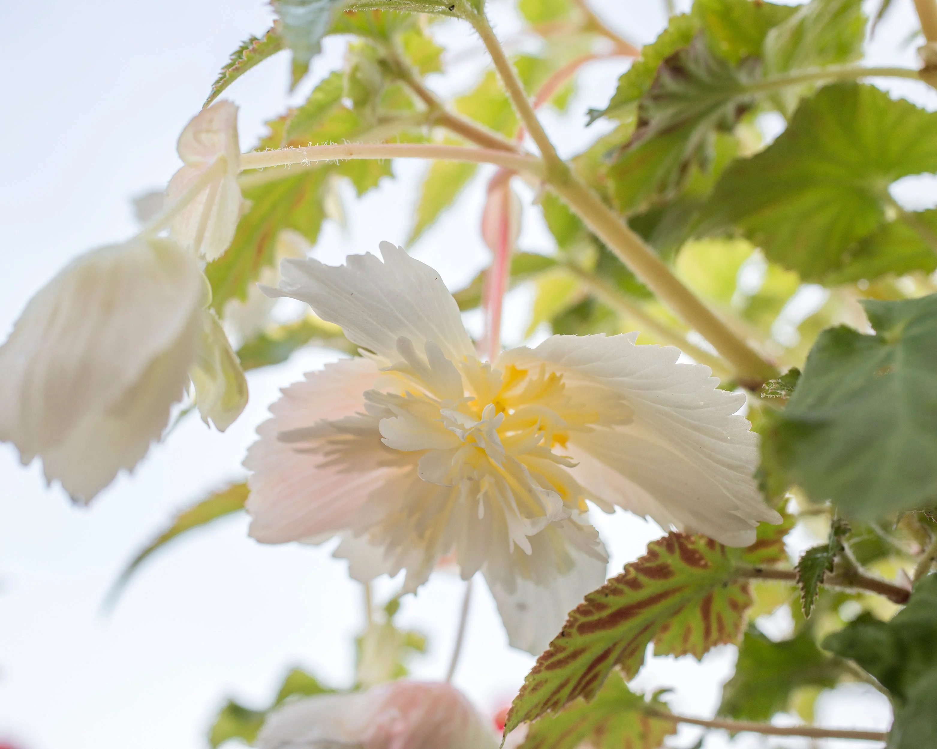 Begonia 'Pendula White' - Image 5