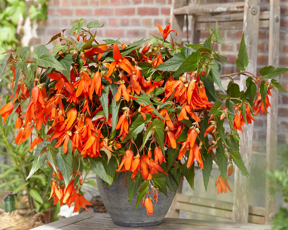 Begonia 'Santa Cruz' - Image 2