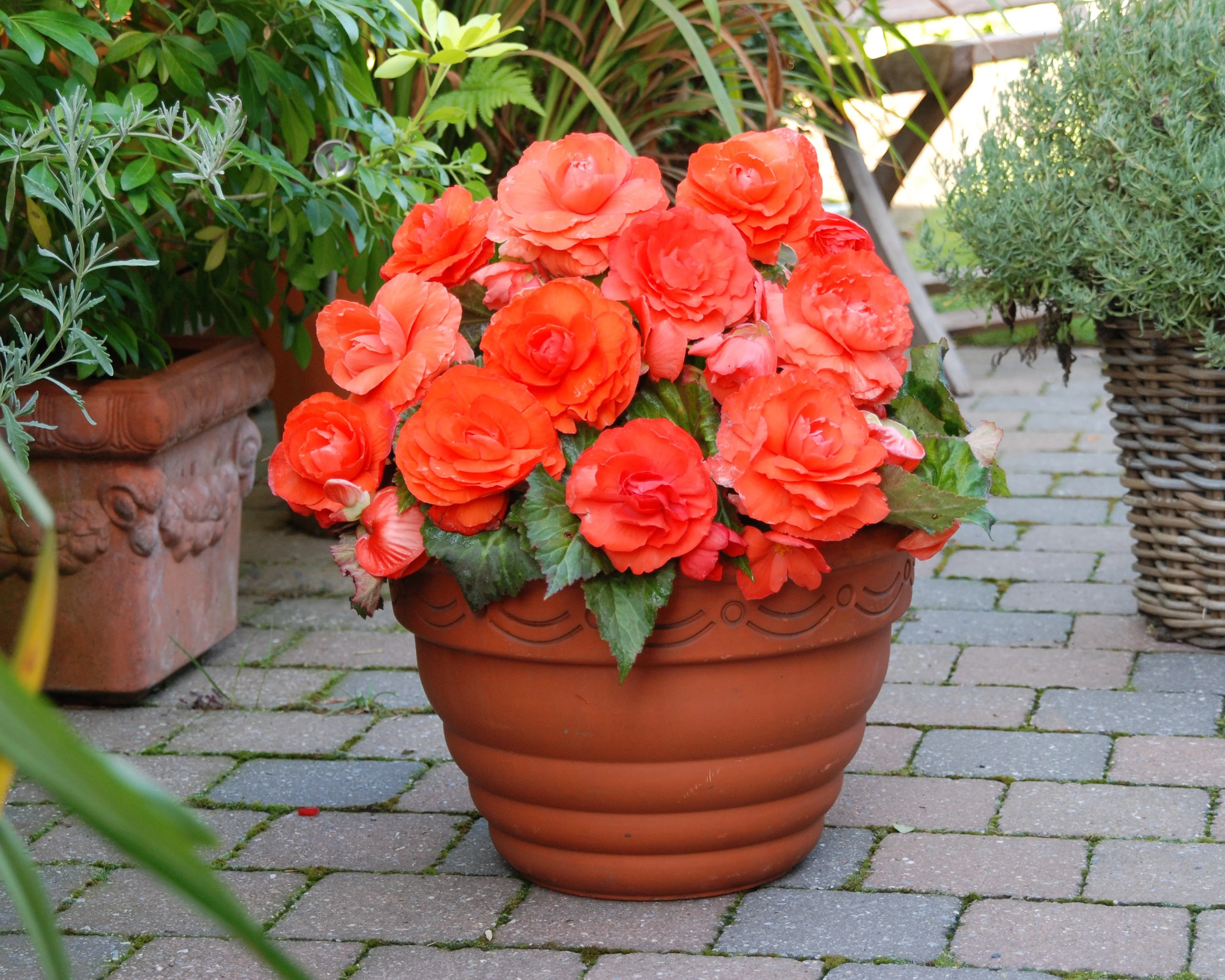 Begonia 'Superba Salmon' - Image 4