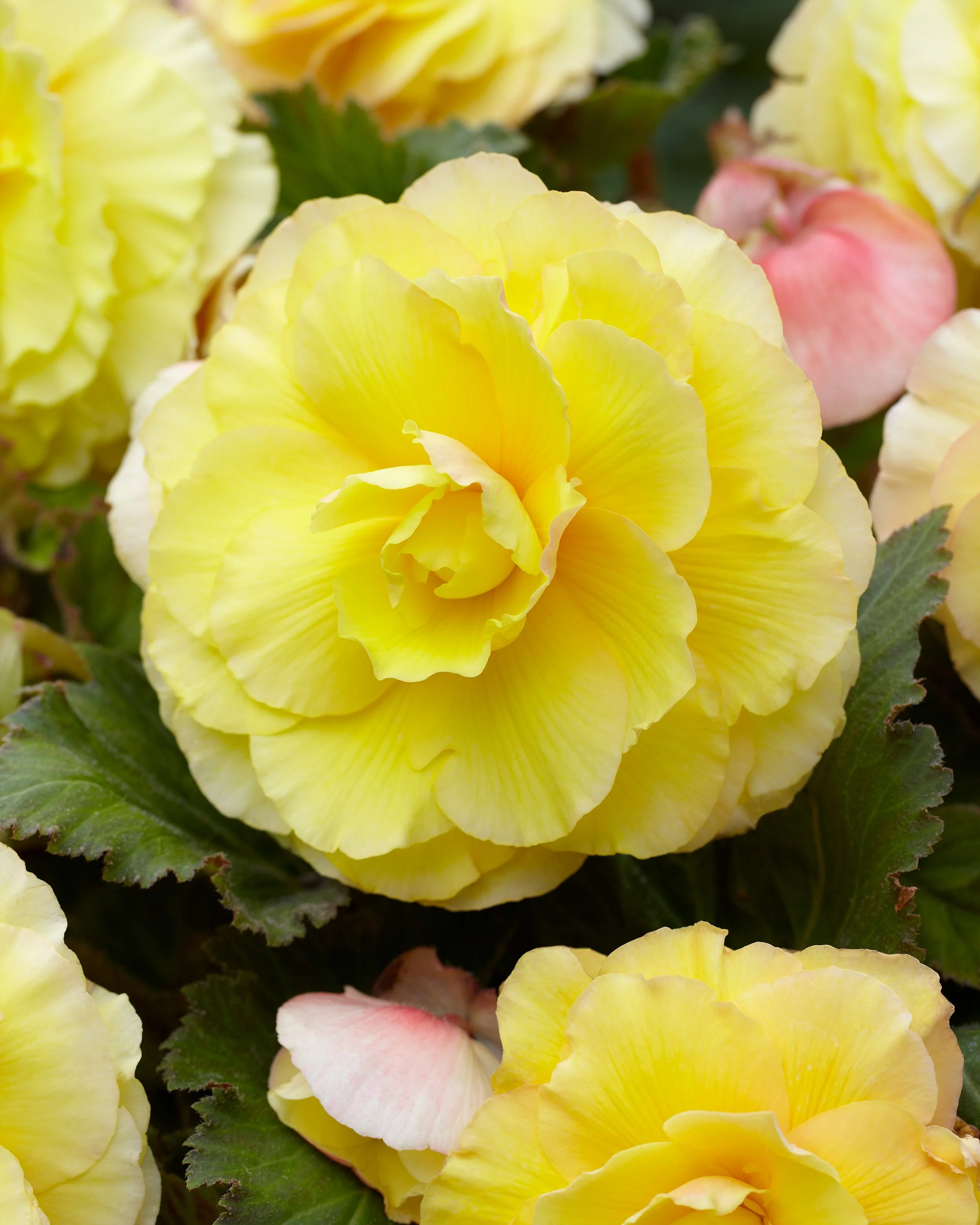 Begonia 'Superba Yellow' - Image 3