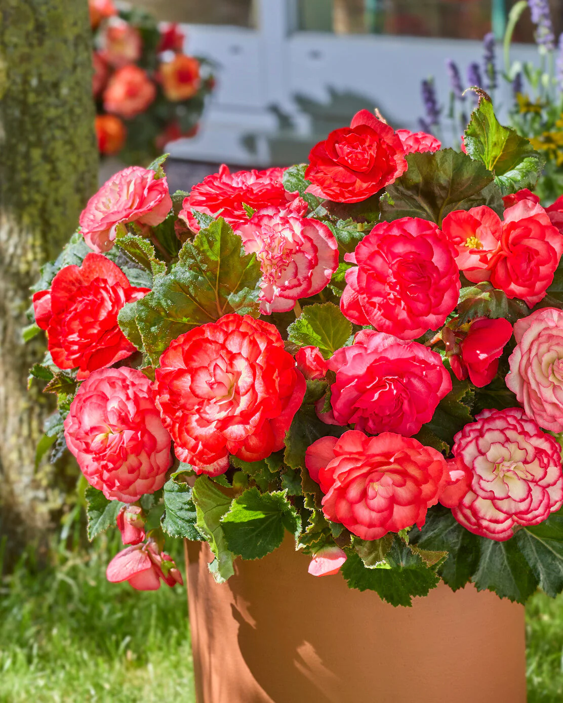 Begonia 'Wummi Marmorata'