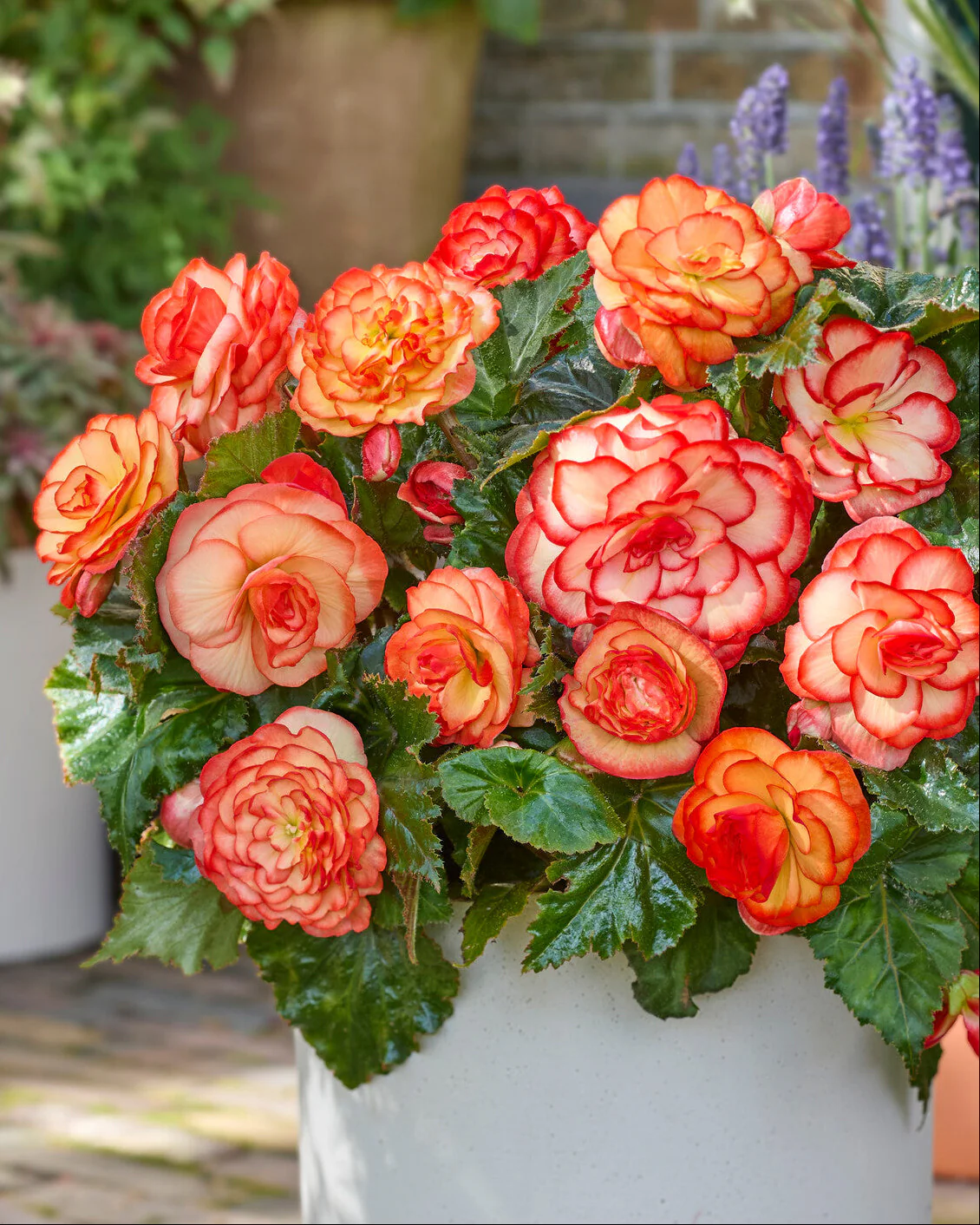 Begonia 'Wummi Maskerade'