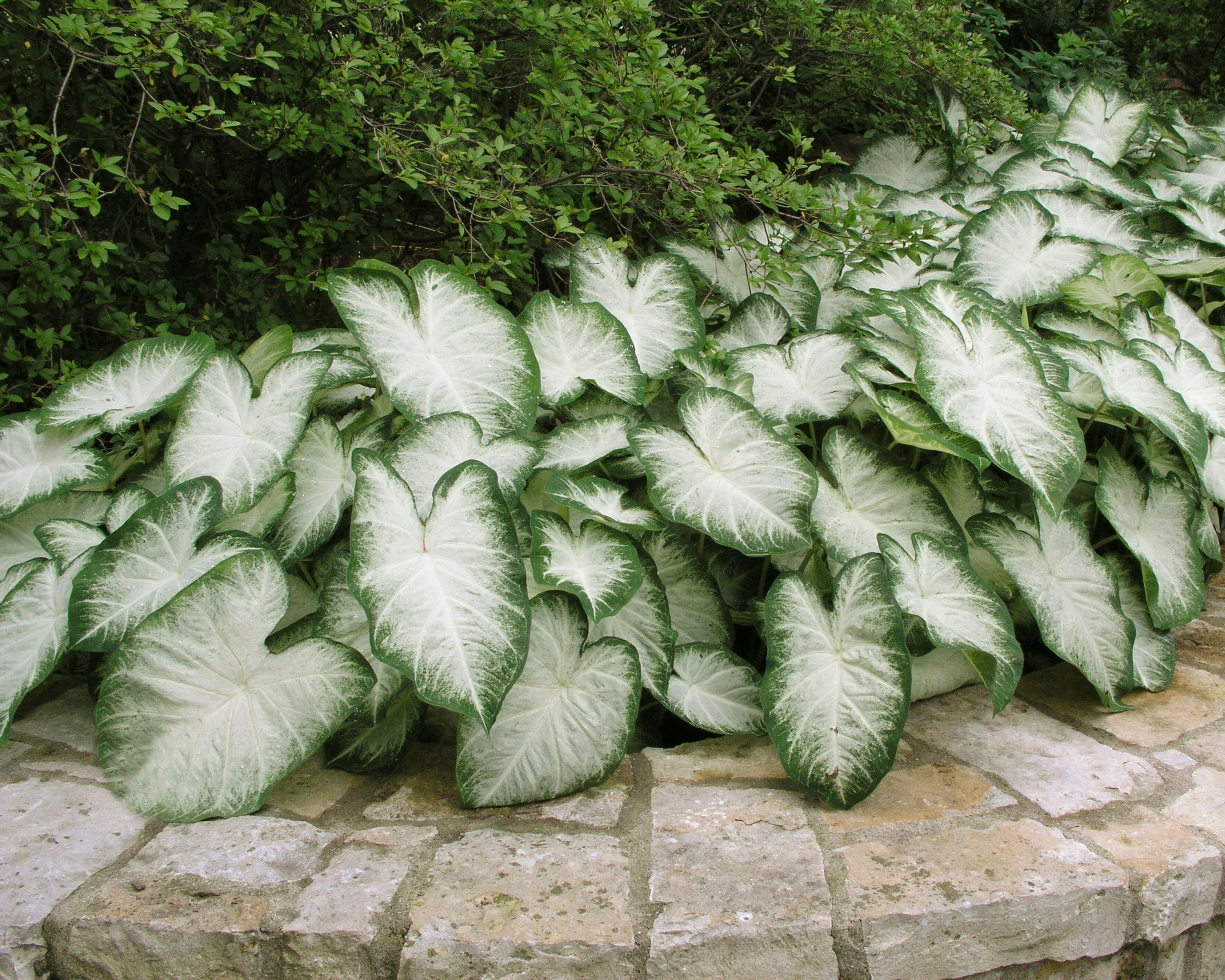 Caladium 'Aaron' - Image 3