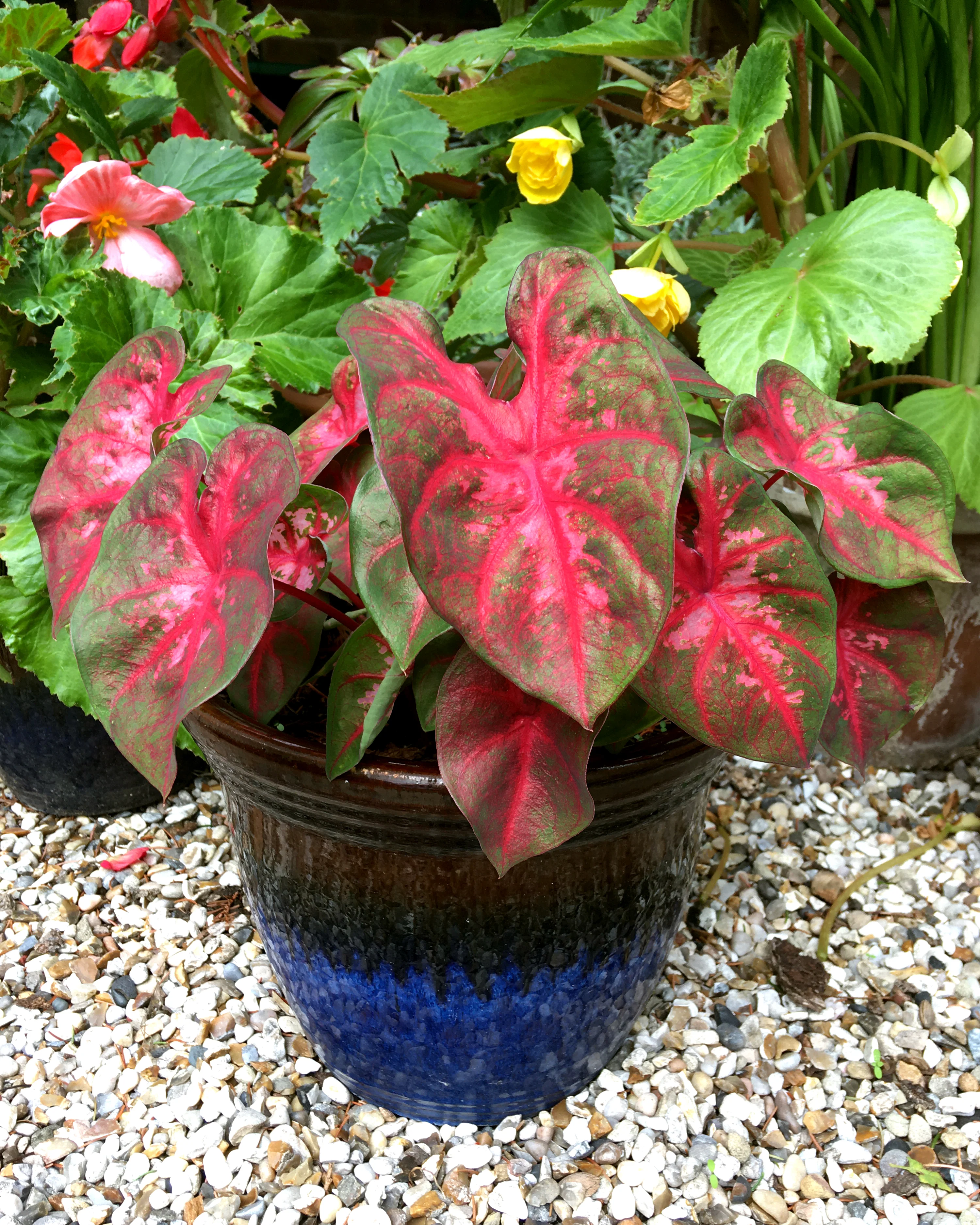 Caladium 'Red Flash' - Image 3