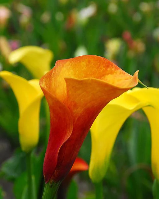 Calla 'Mango'