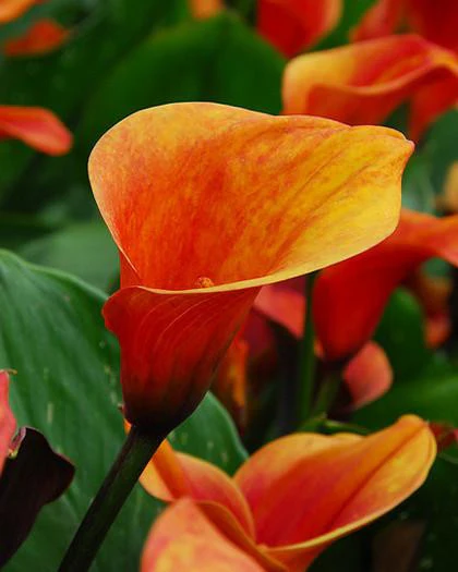Calla 'Mango' - Image 4